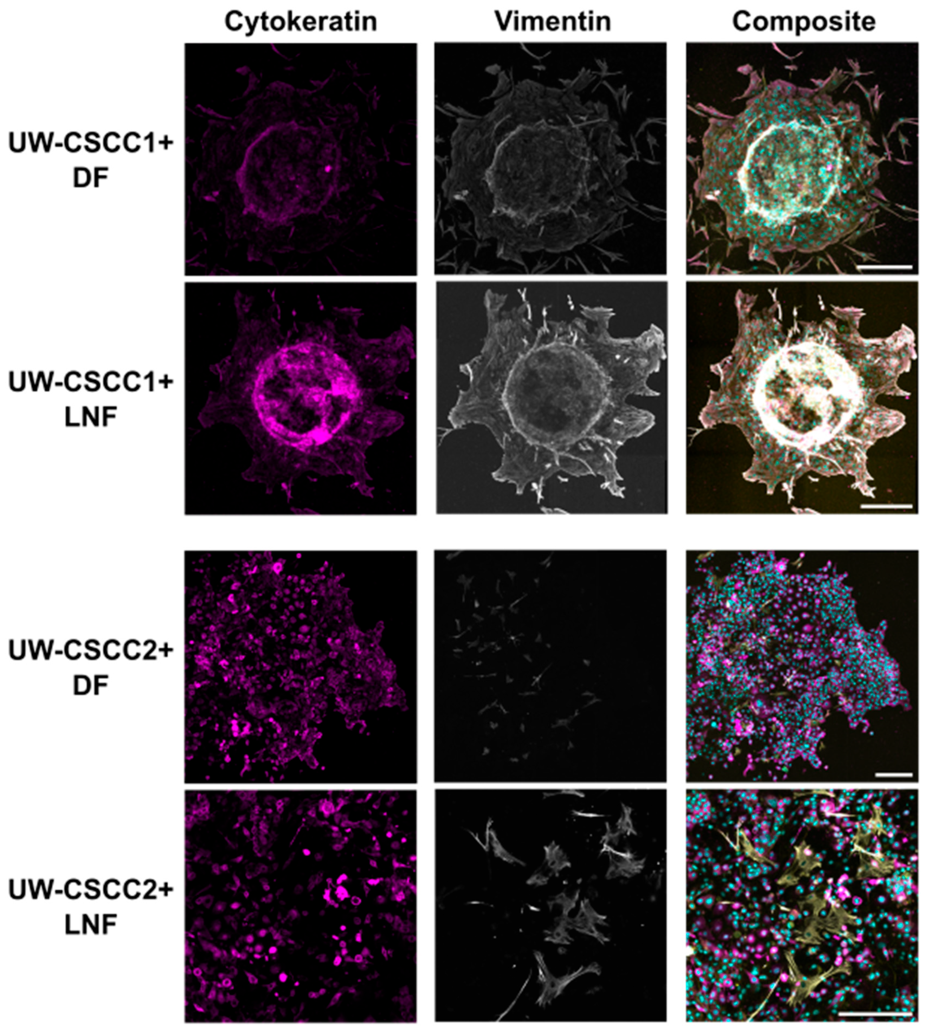 Cancers 17 03399 g005 Cancers 17 03399 g005
