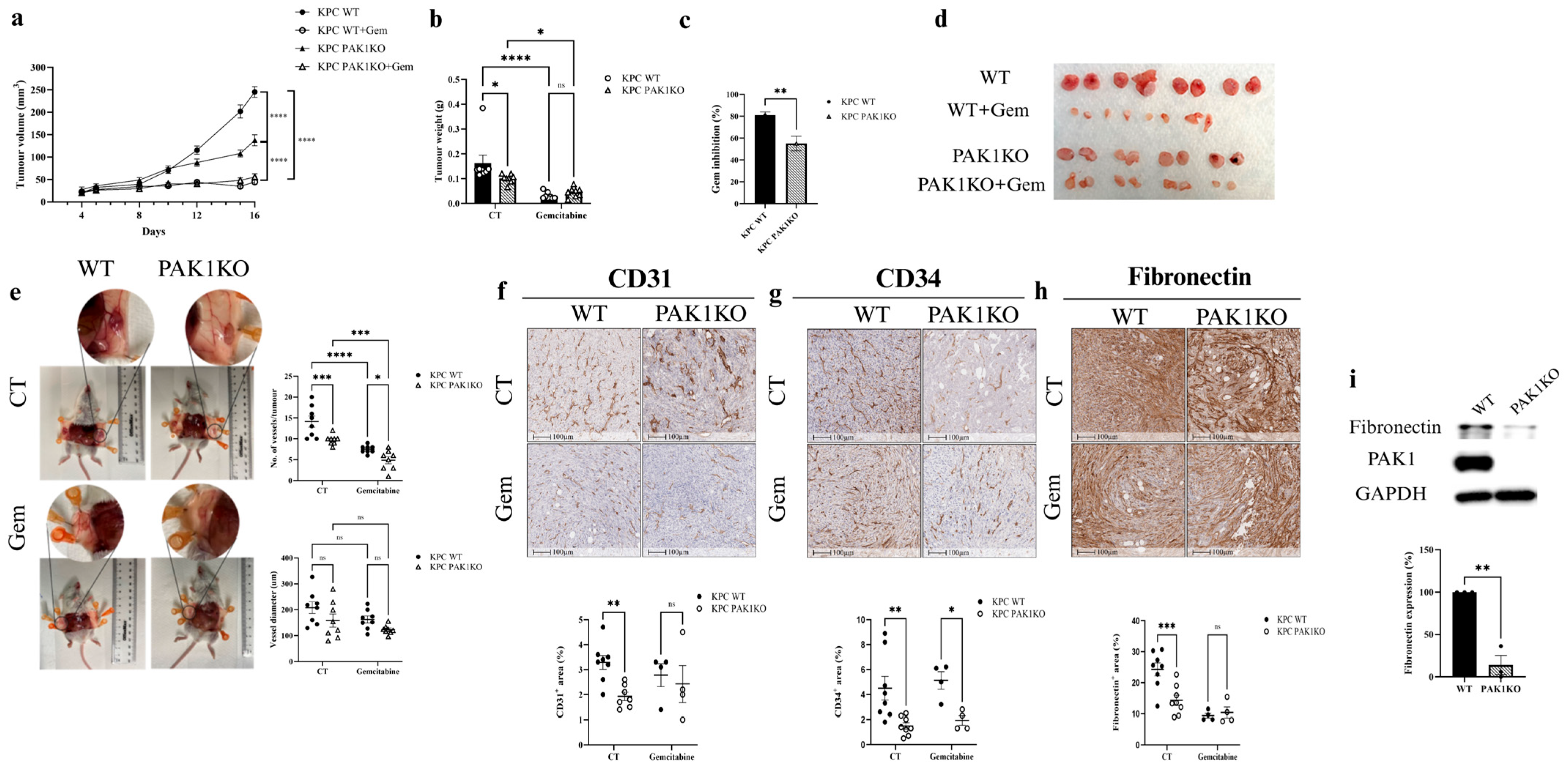 Cancers 17 03434 g001 Cancers 17 03434 g001