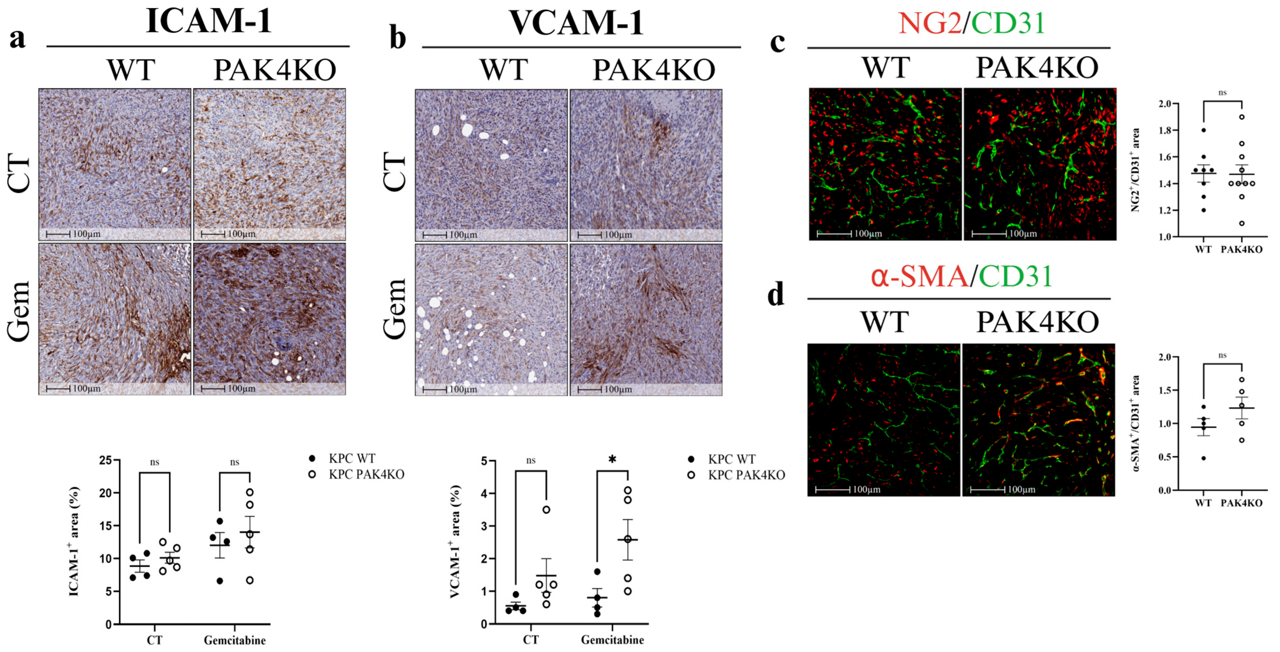 Cancers 17 03434 g004 Cancers 17 03434 g004
