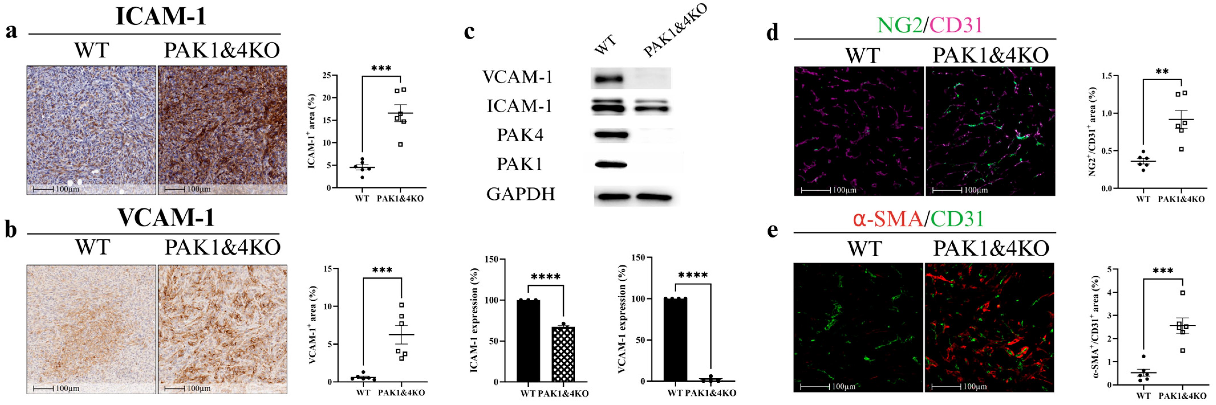 Cancers 17 03434 g006 Cancers 17 03434 g006