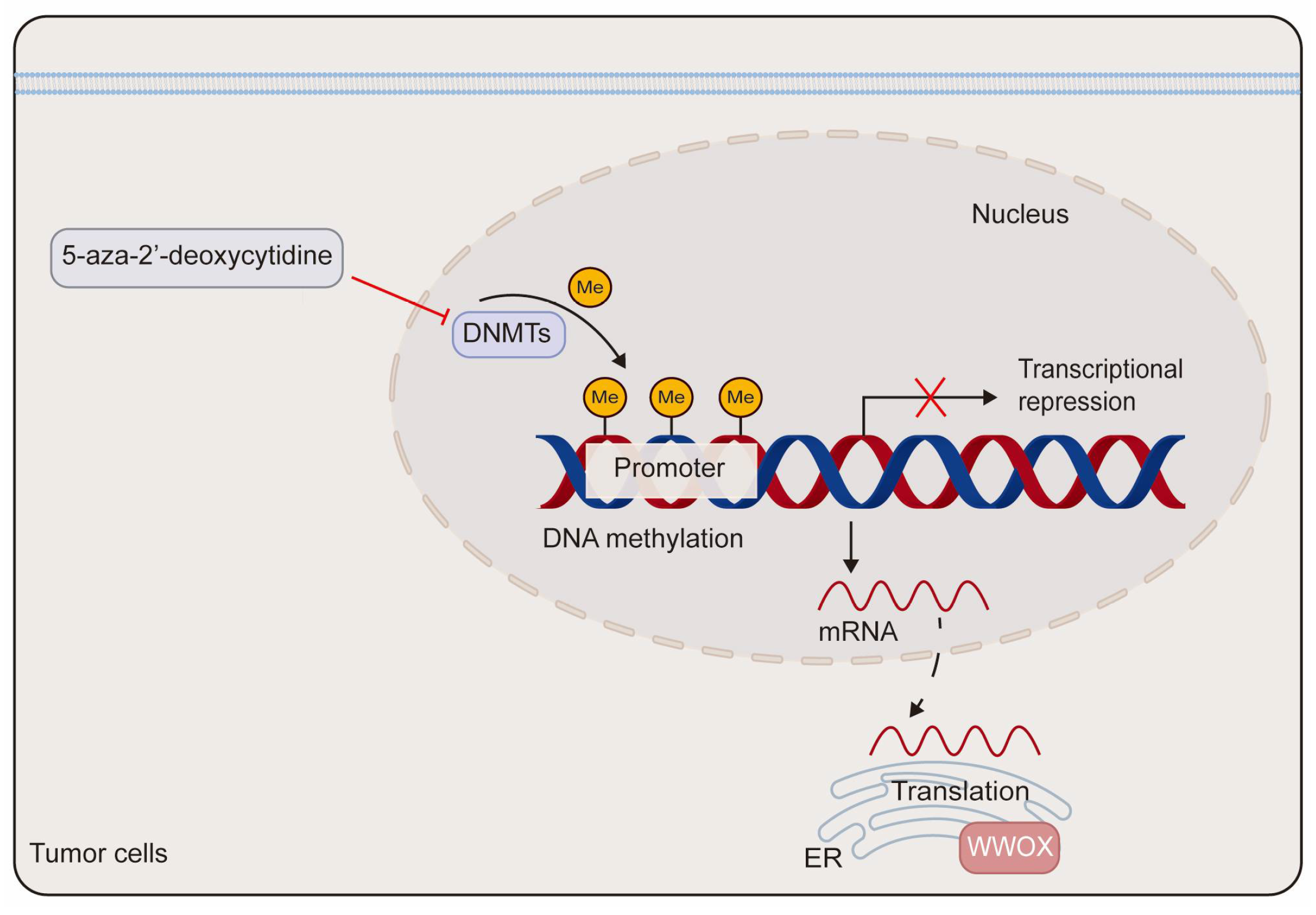 Cancers 17 03435 g003 Cancers 17 03435 g003