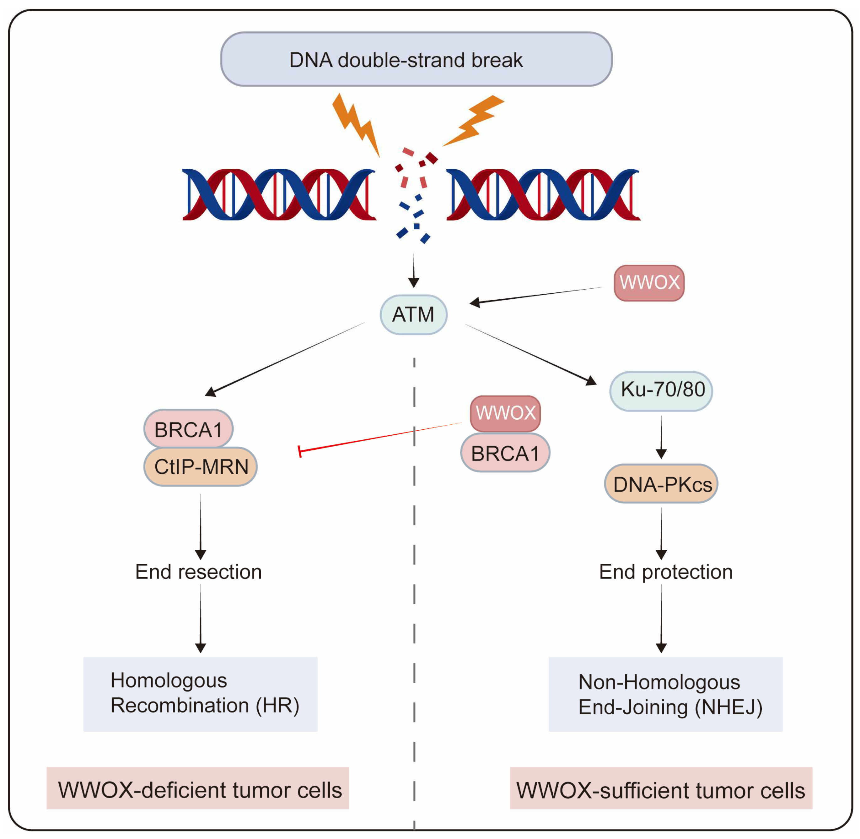 Cancers 17 03435 g004 Cancers 17 03435 g004