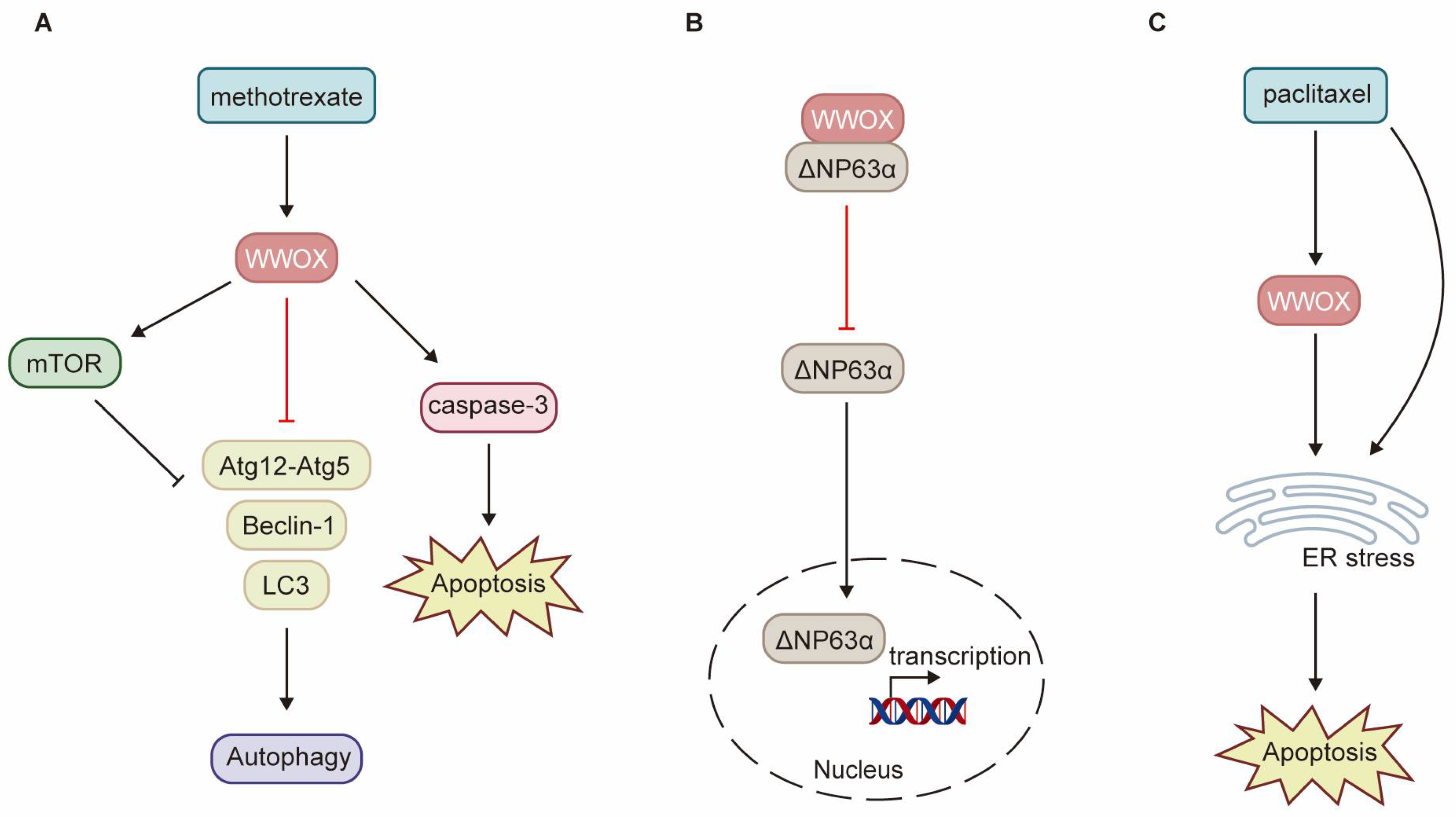 Cancers 17 03435 g005 Cancers 17 03435 g005