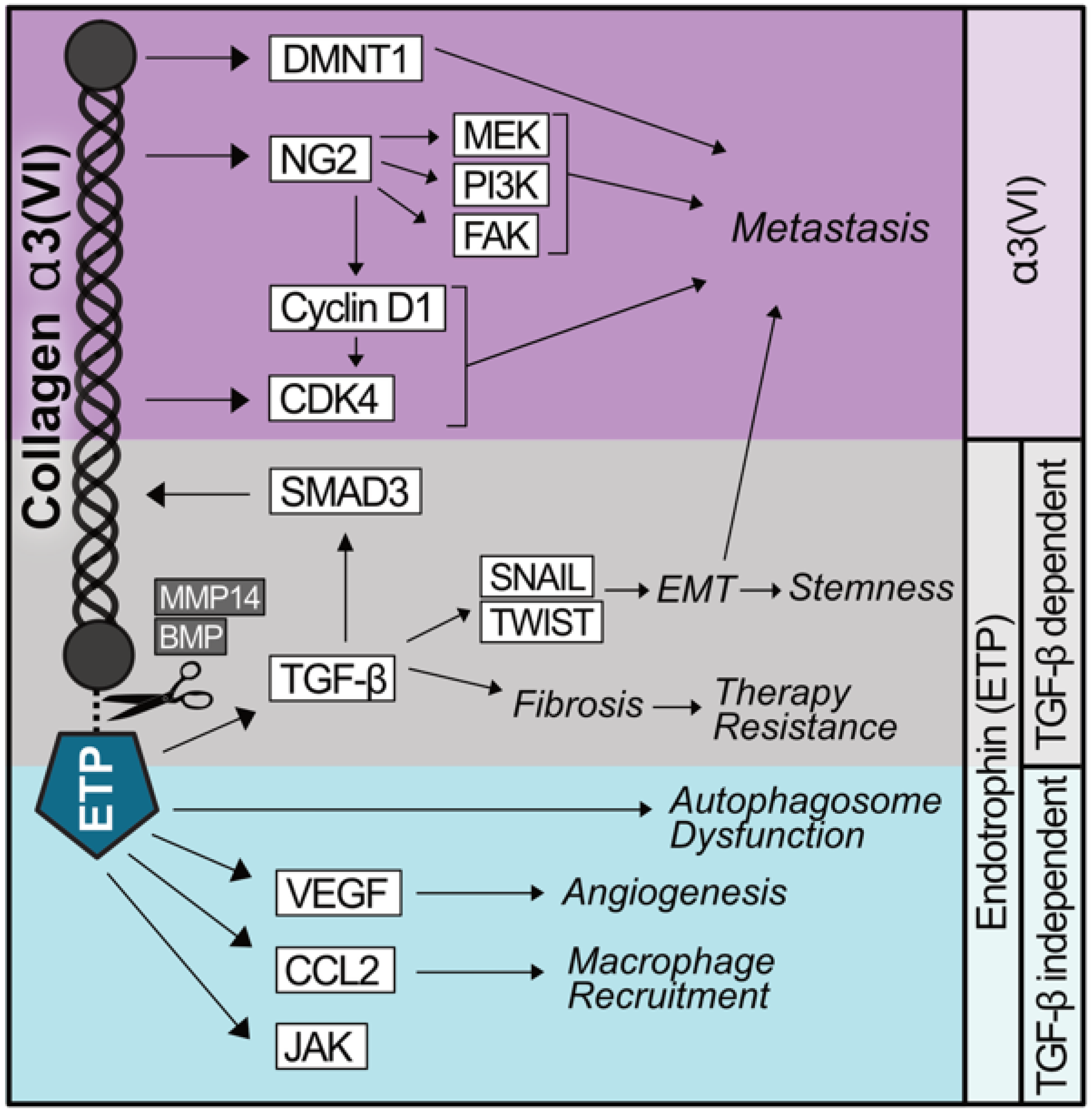 Cancers 17 03449 g001