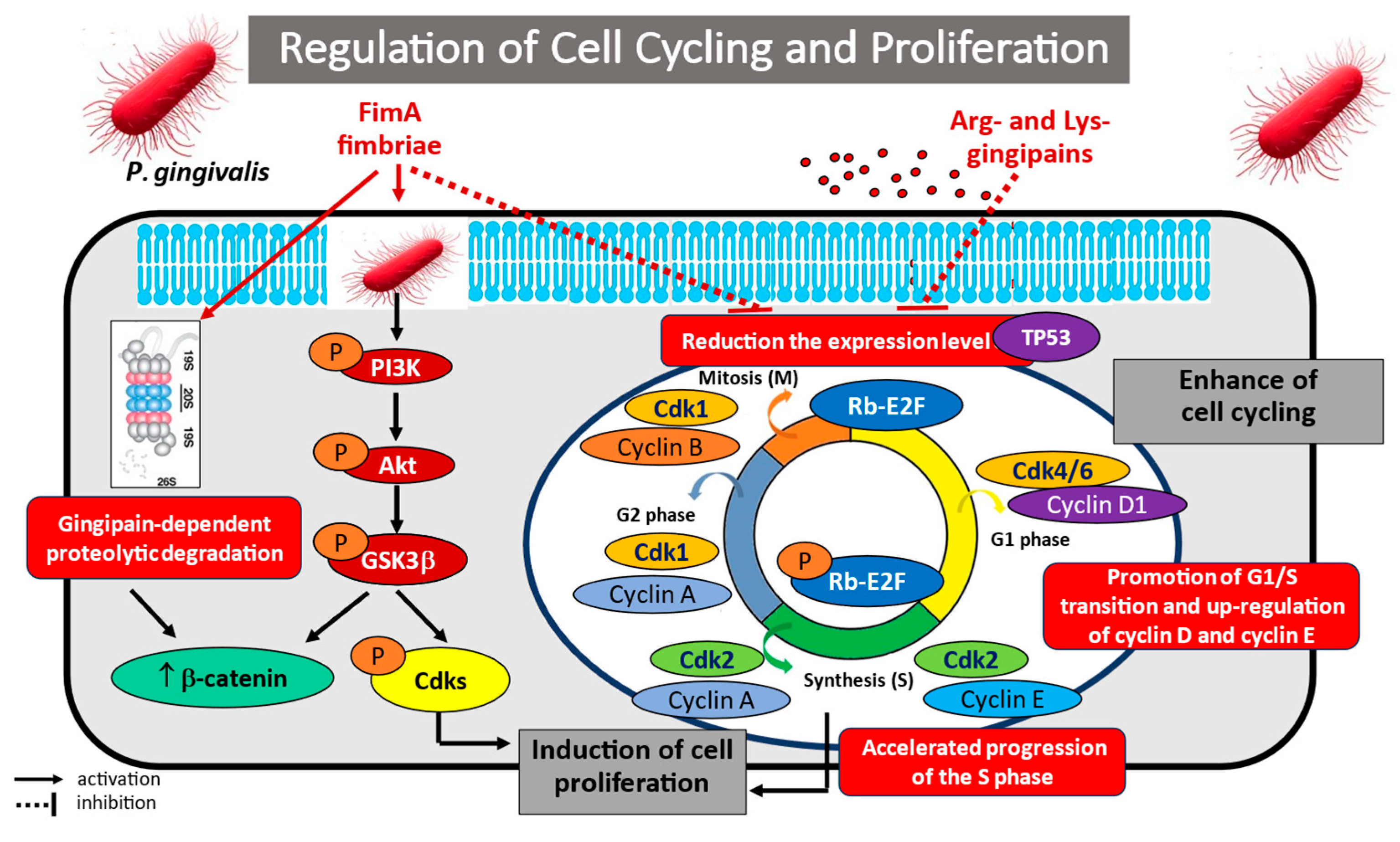Cancers 17 03478 g004