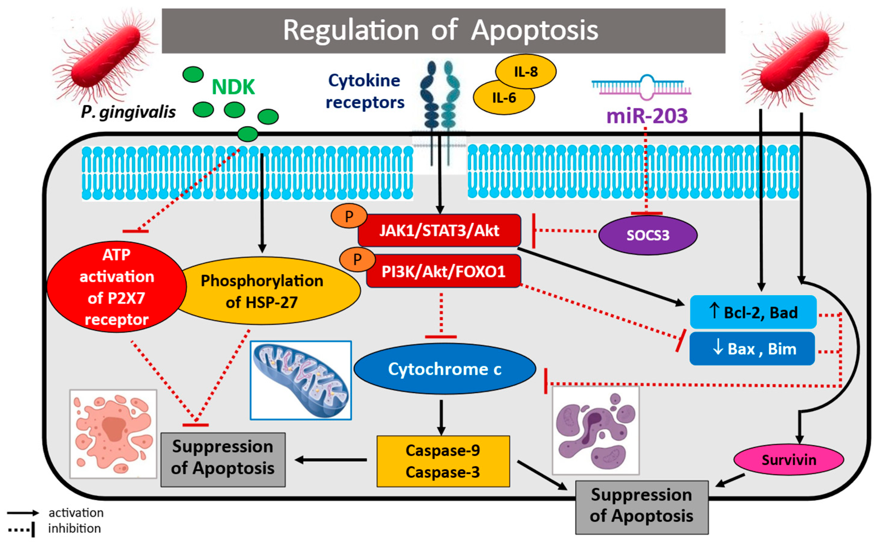 Cancers 17 03478 g005