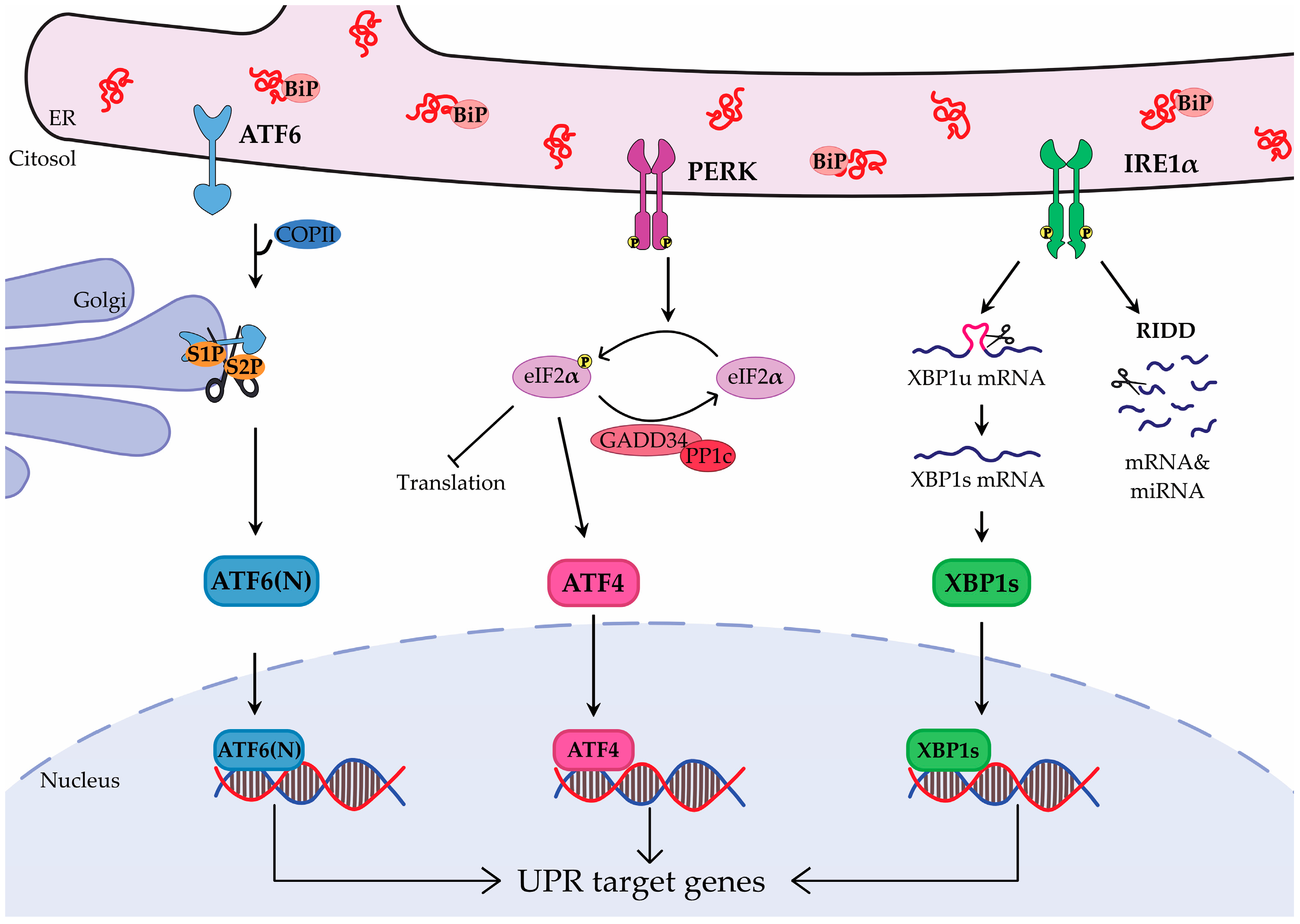 Cancers 17 03489 g001 Cancers 17 03489 g001