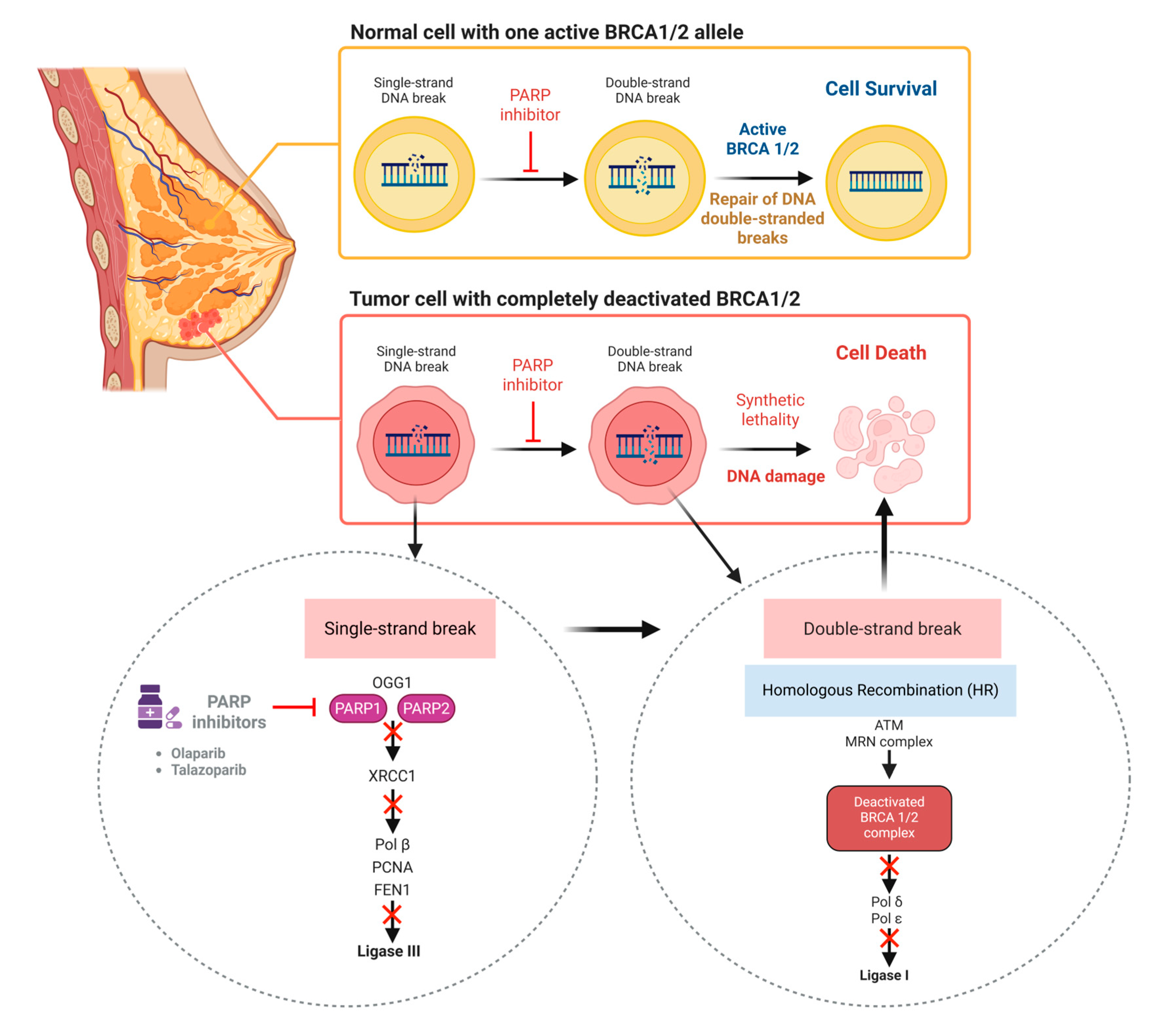 Cancers 17 03500 g004