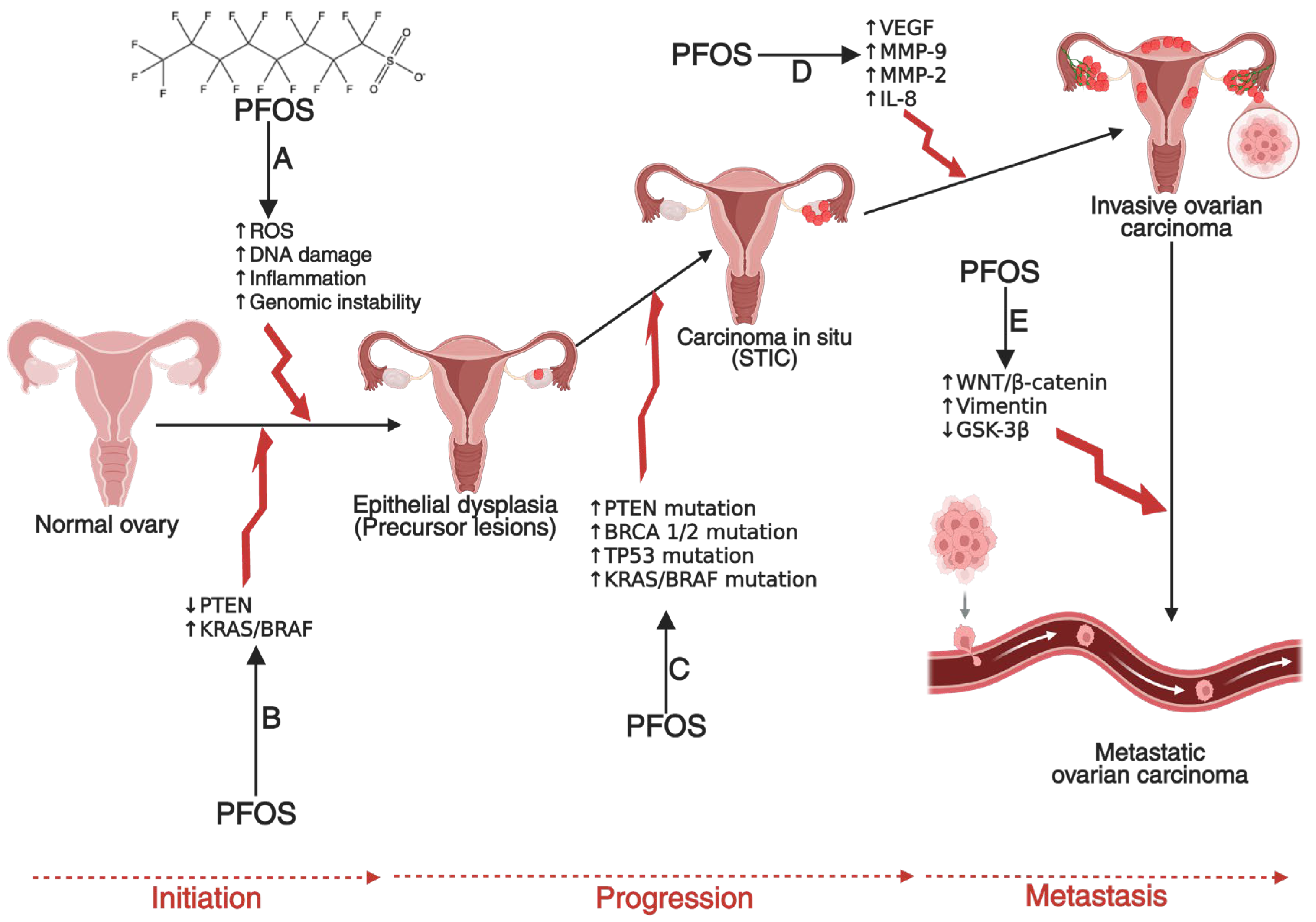 Cancers 17 03507 g004 Cancers 17 03507 g004