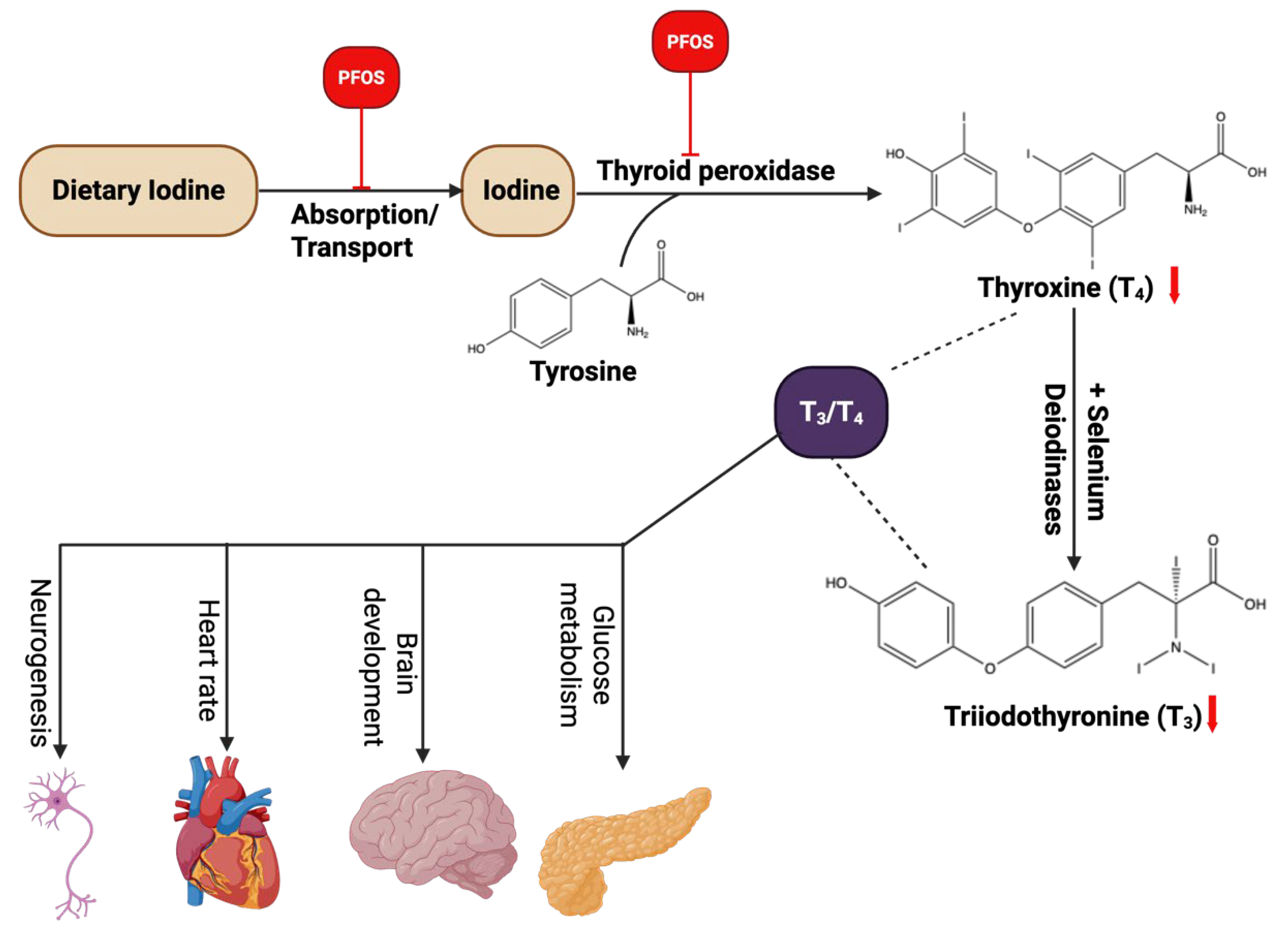 Cancers 17 03507 g009 Cancers 17 03507 g009
