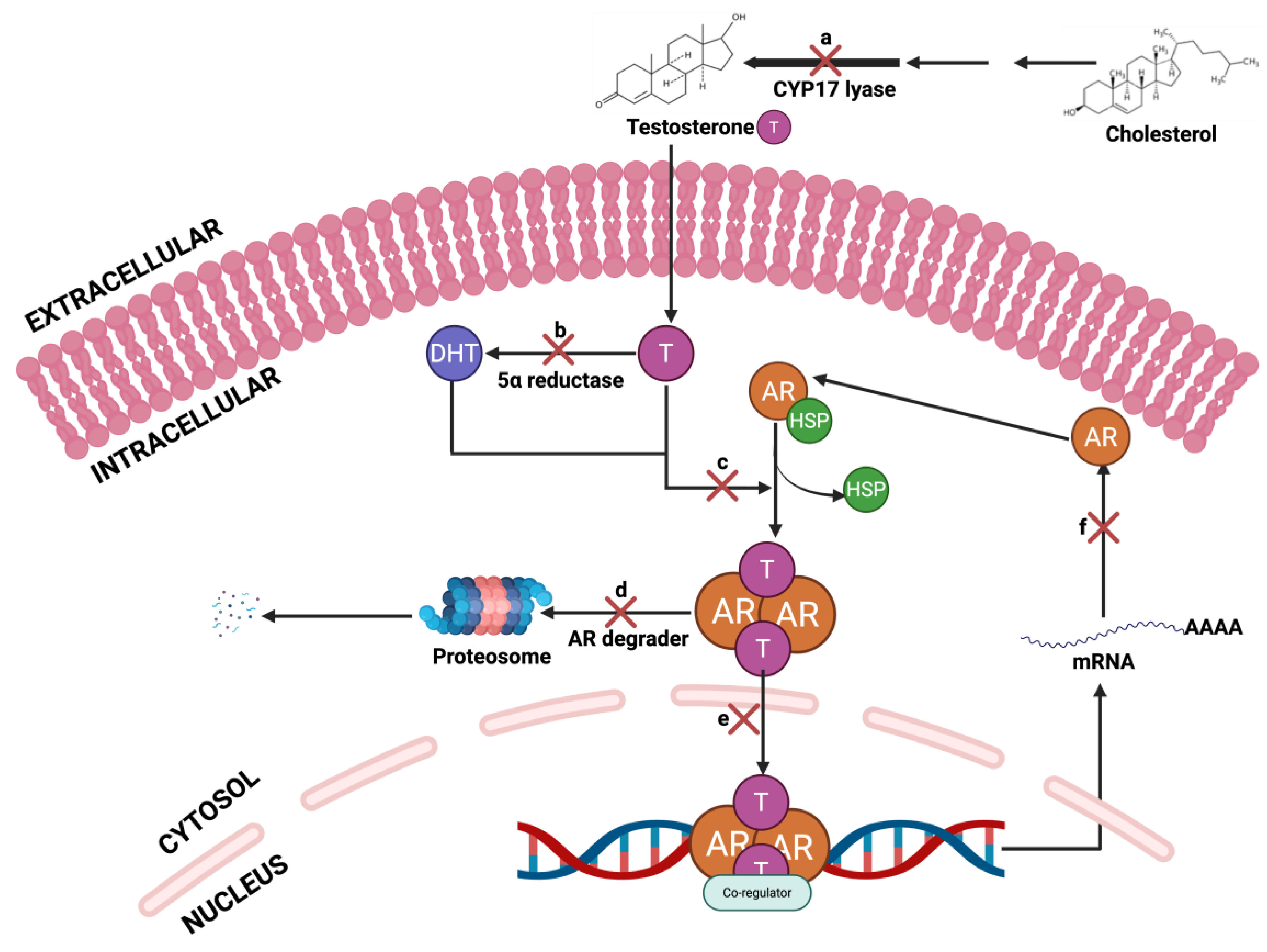 Cancers 17 03507 g012 Cancers 17 03507 g012