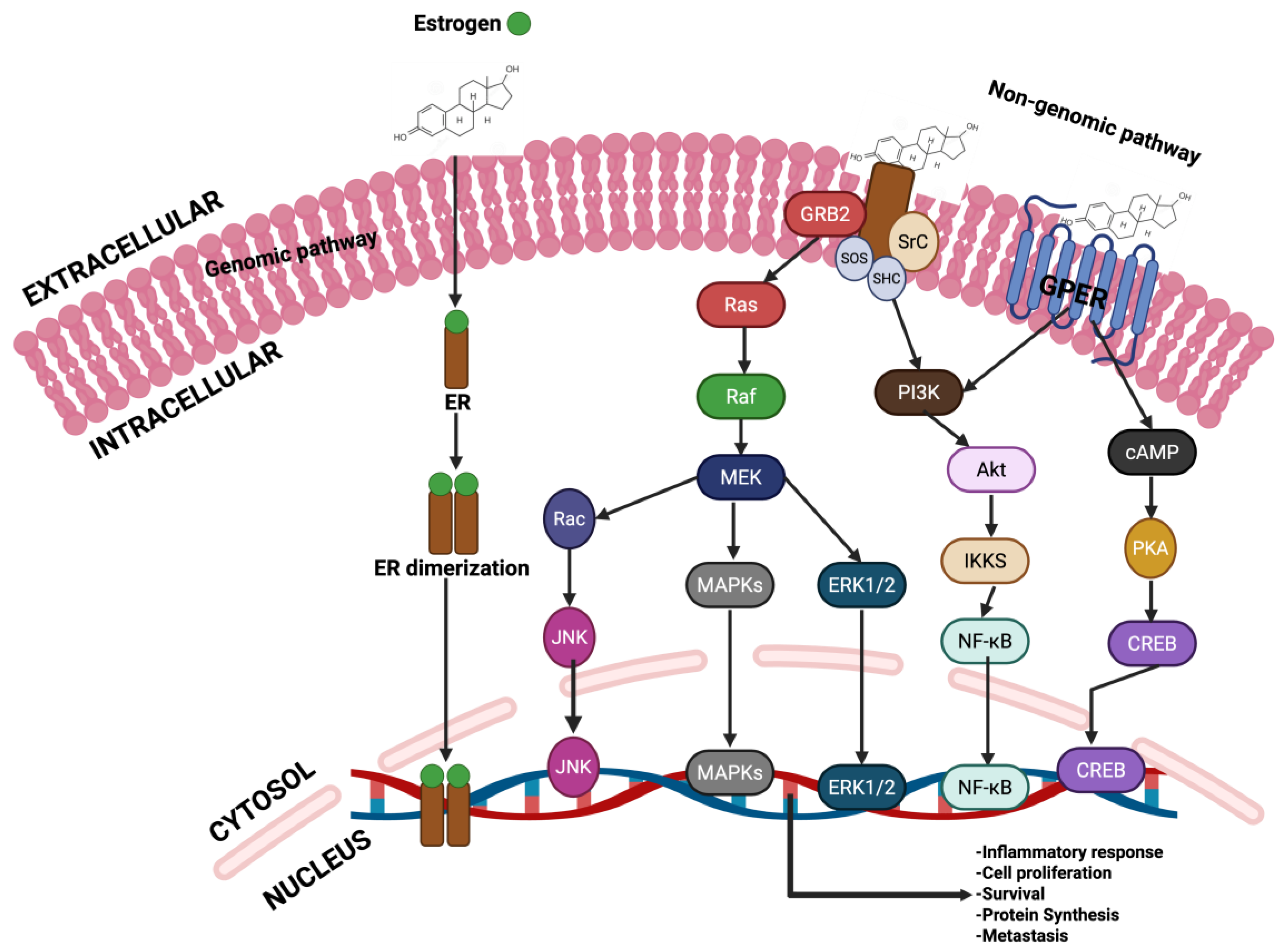 Cancers 17 03507 g013 Cancers 17 03507 g013
