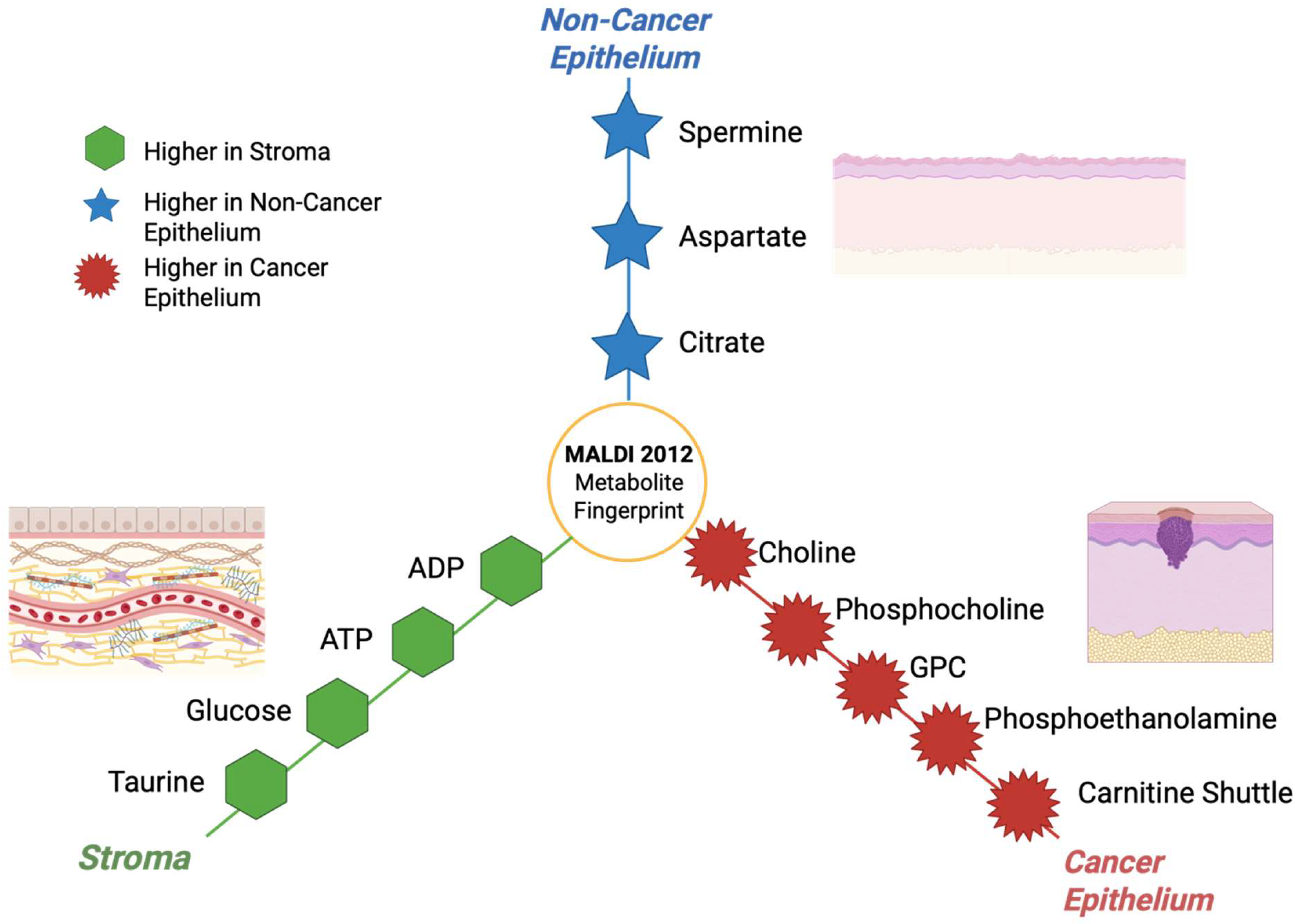 Cancers 17 03524 g014 Cancers 17 03524 g014