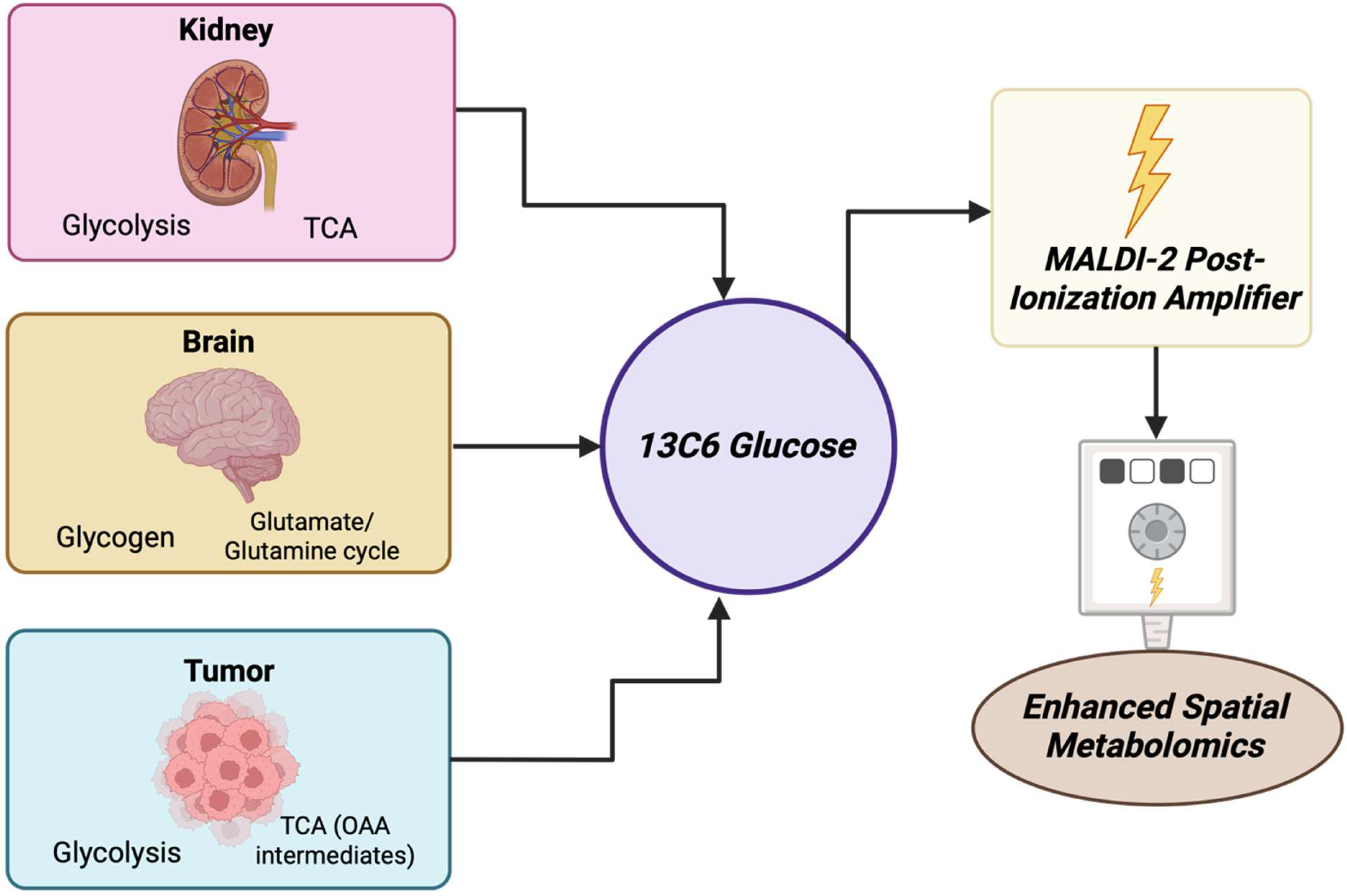 Cancers 17 03524 g027 Cancers 17 03524 g027