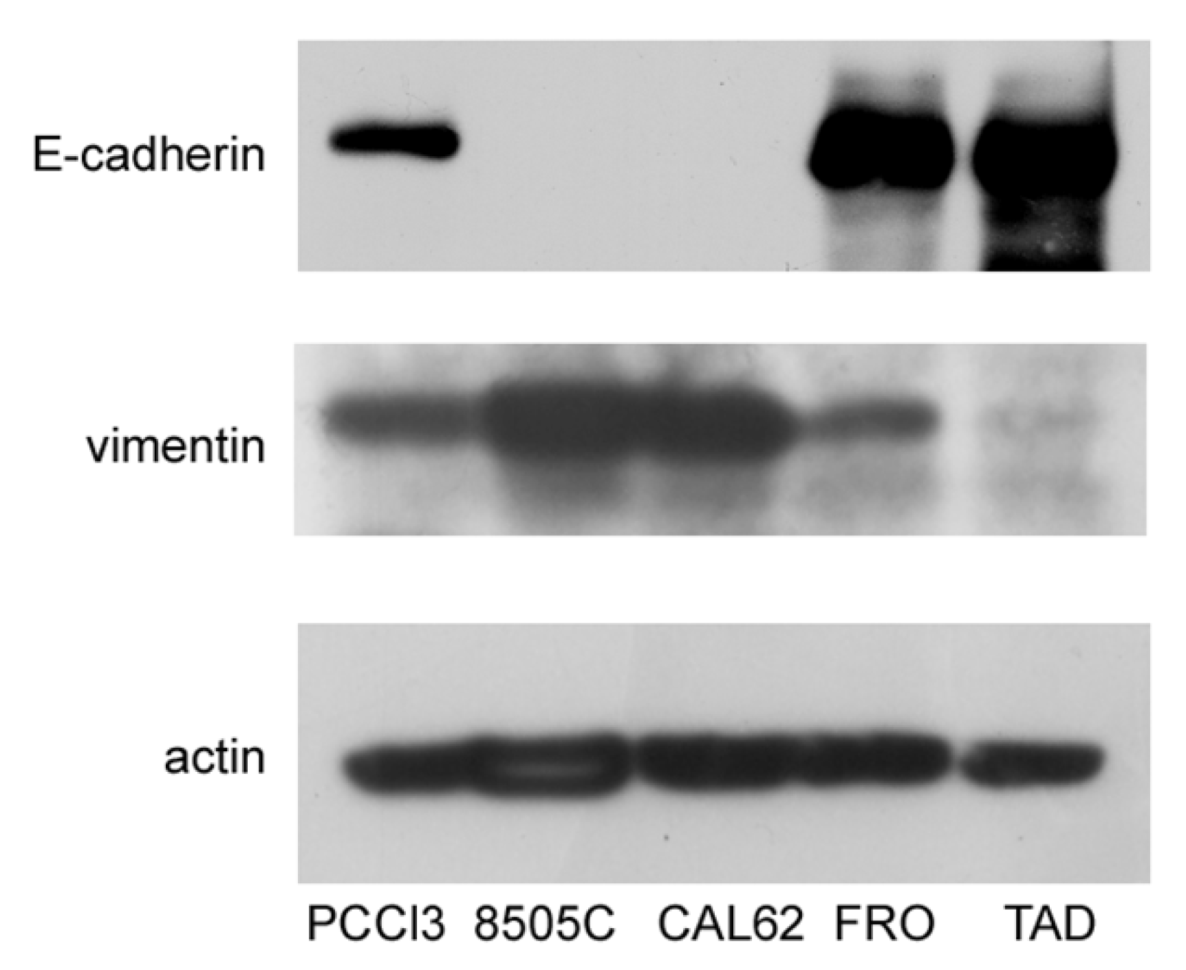 Cancers 17 03534 g001