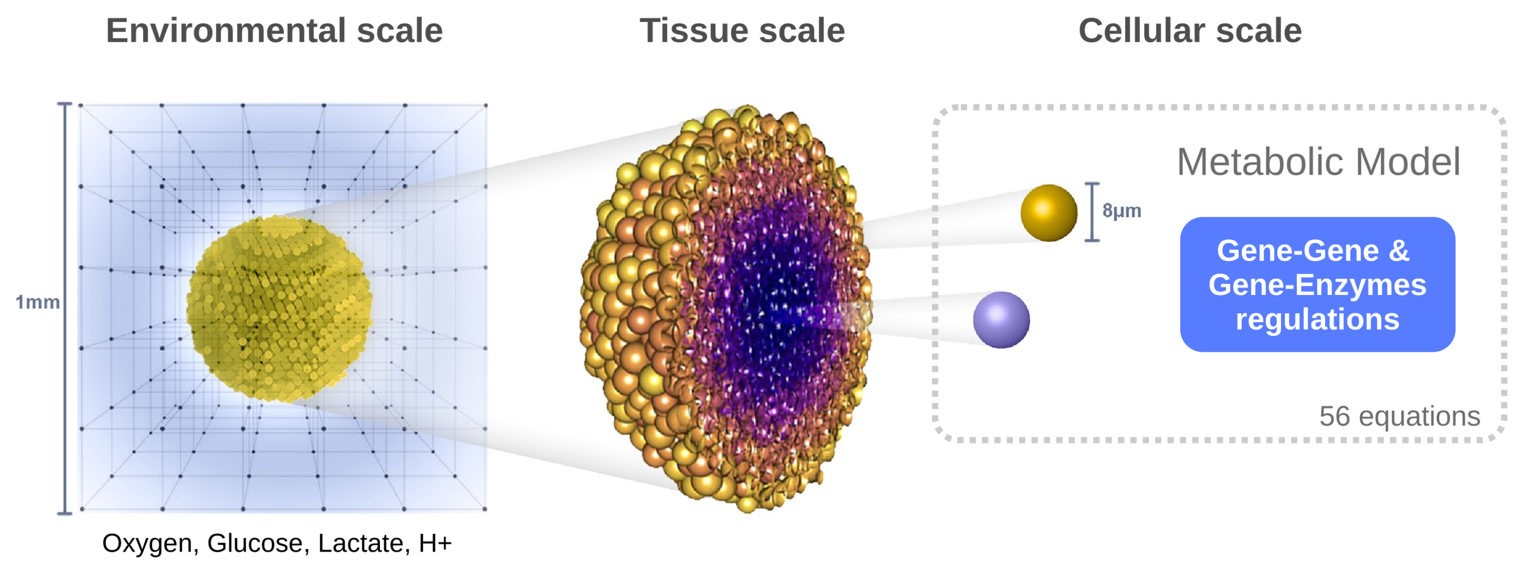 Cancers 17 03563 g001