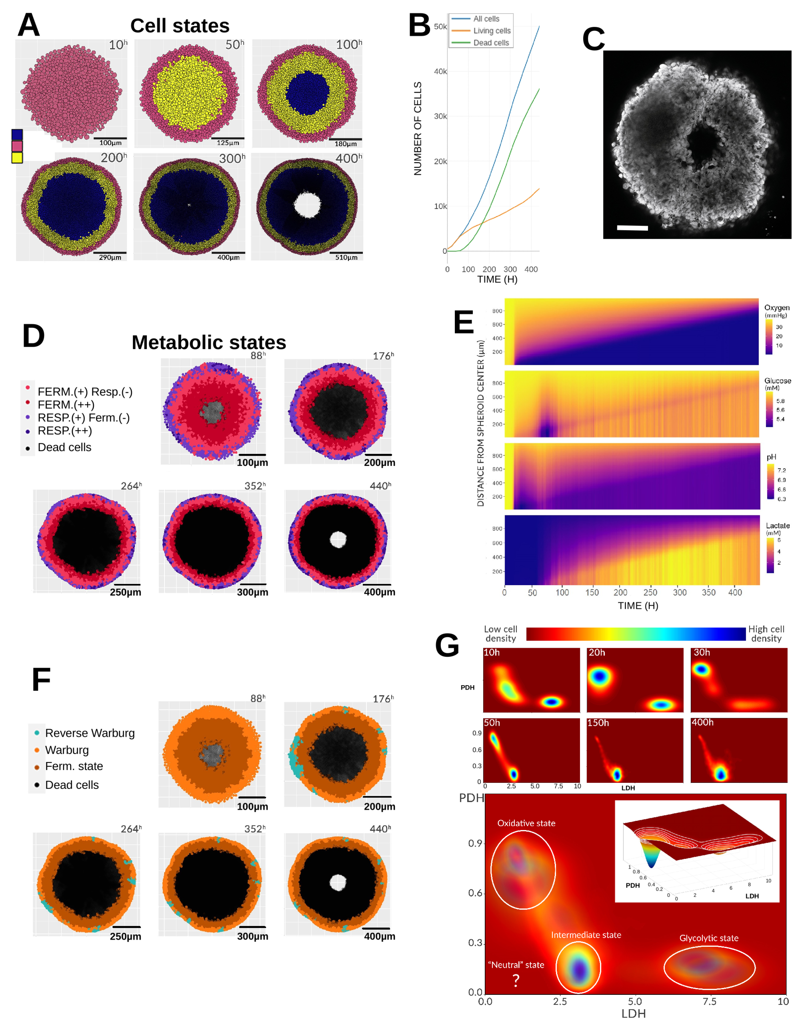 Cancers 17 03563 g002