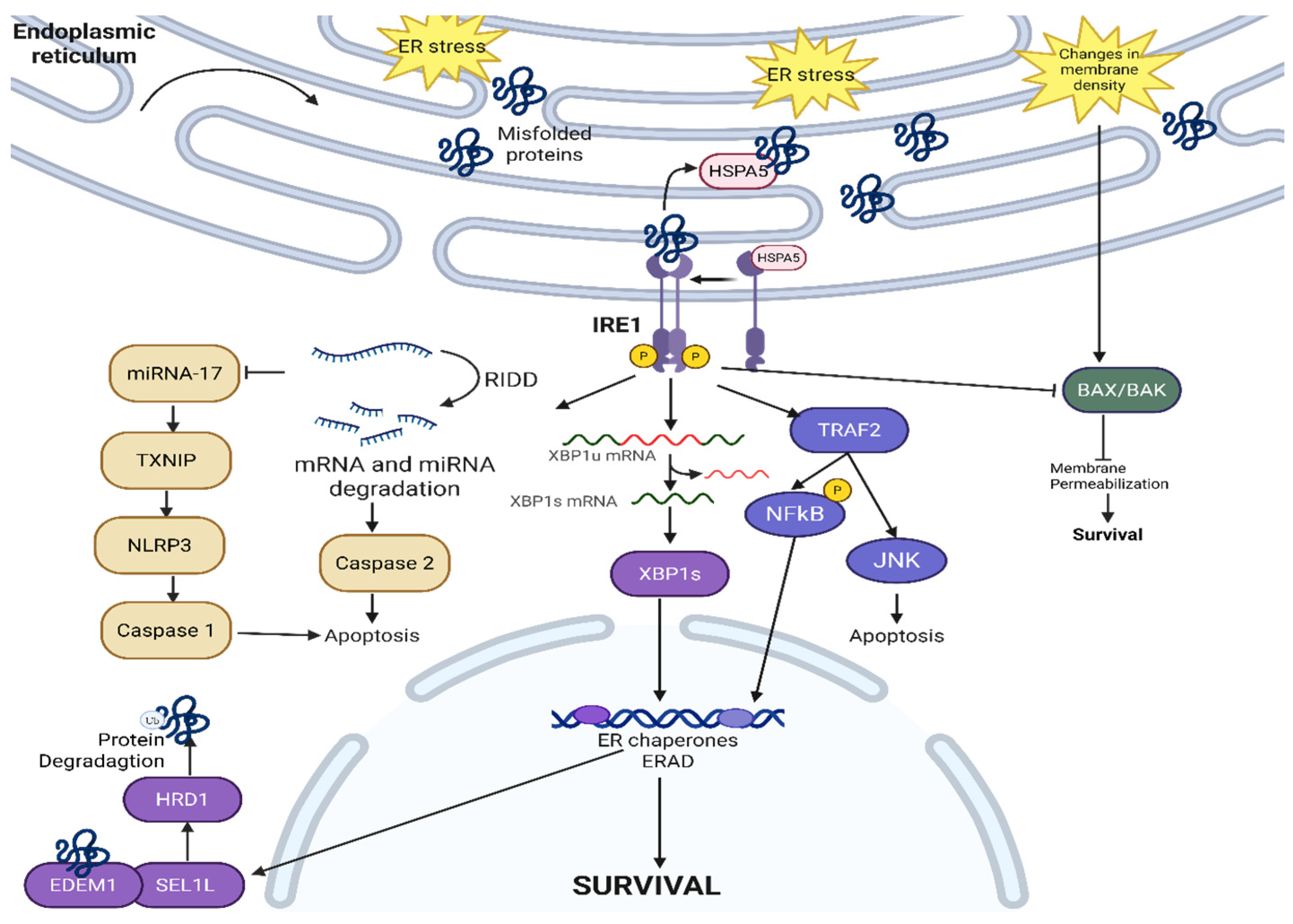 Cancers 17 03639 g002