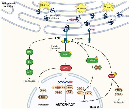 The Unfolded Protein Response—Novel Mechanisms, Challenges, and Key ...