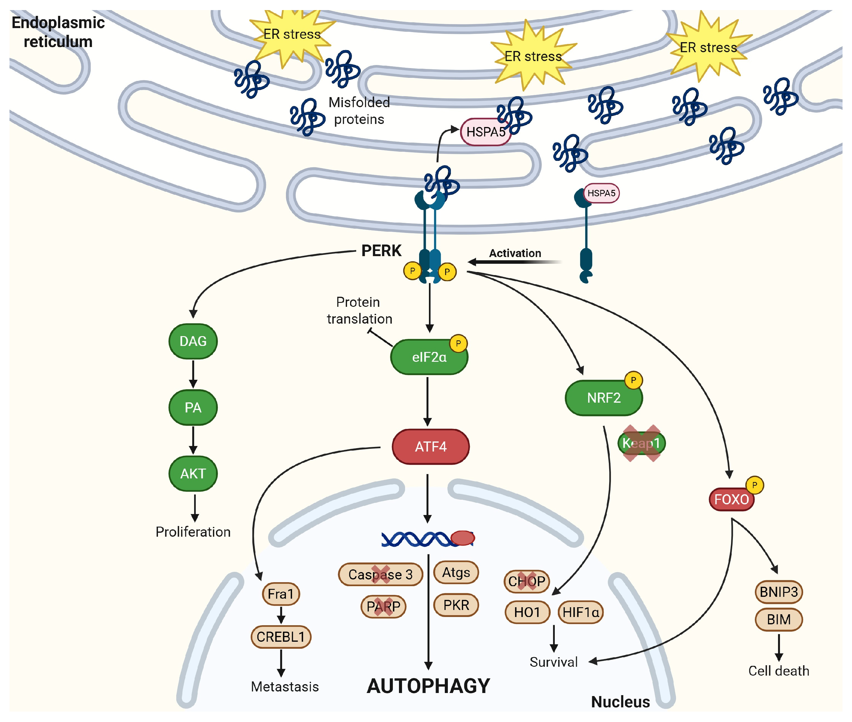 Cancers 17 03639 g004