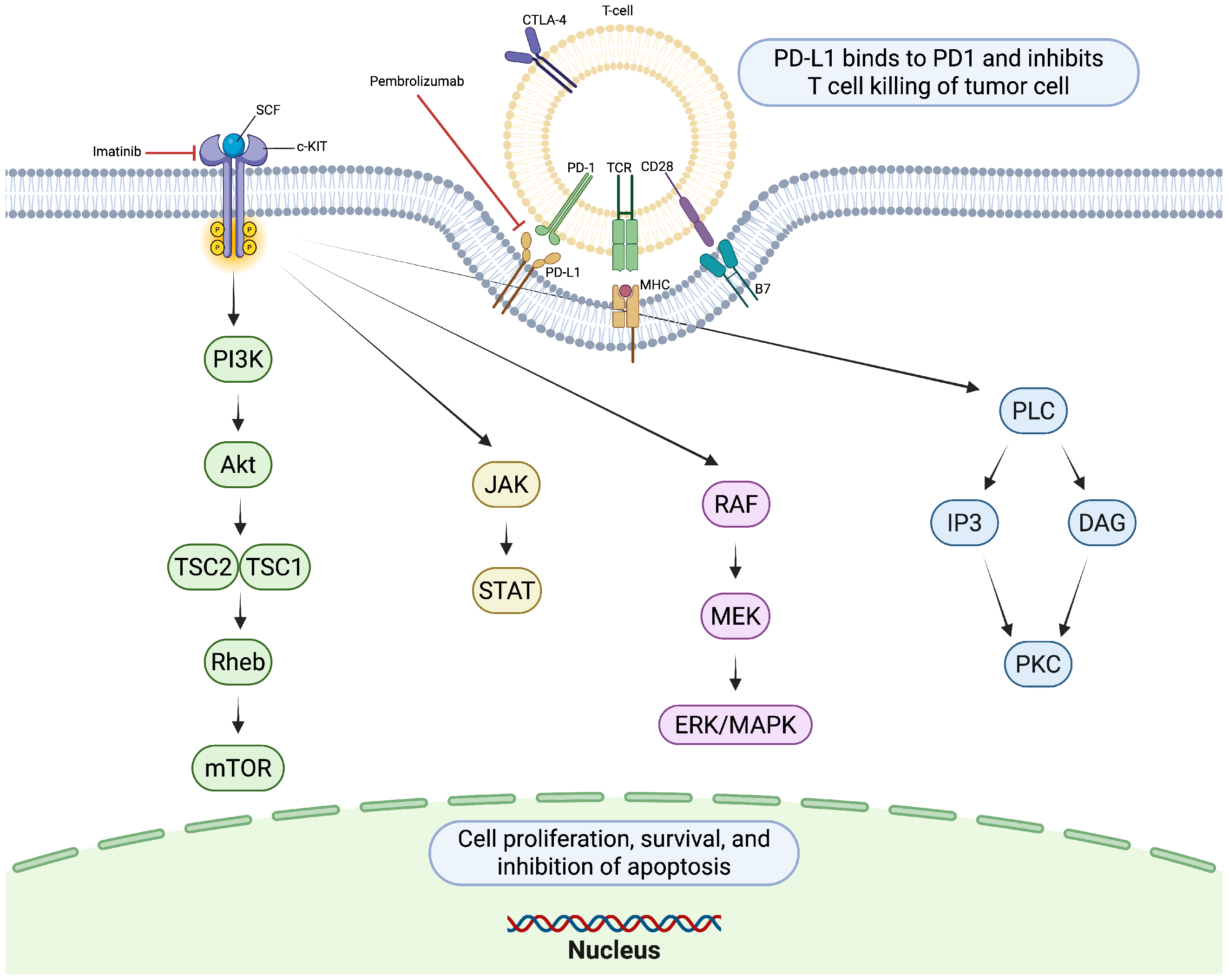 Cancers 17 03644 g003