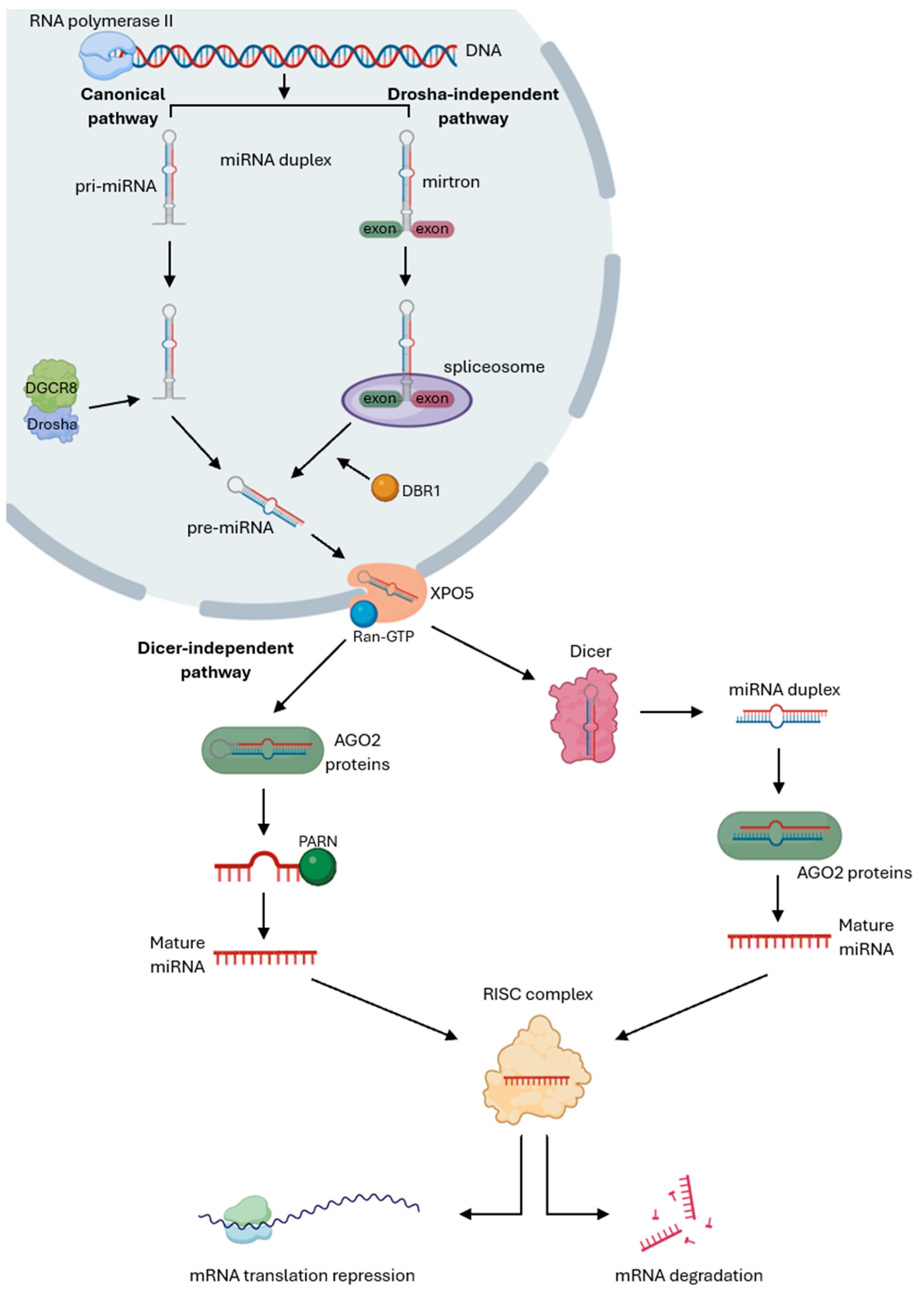 Cancers 17 03672 g001 Cancers 17 03672 g001