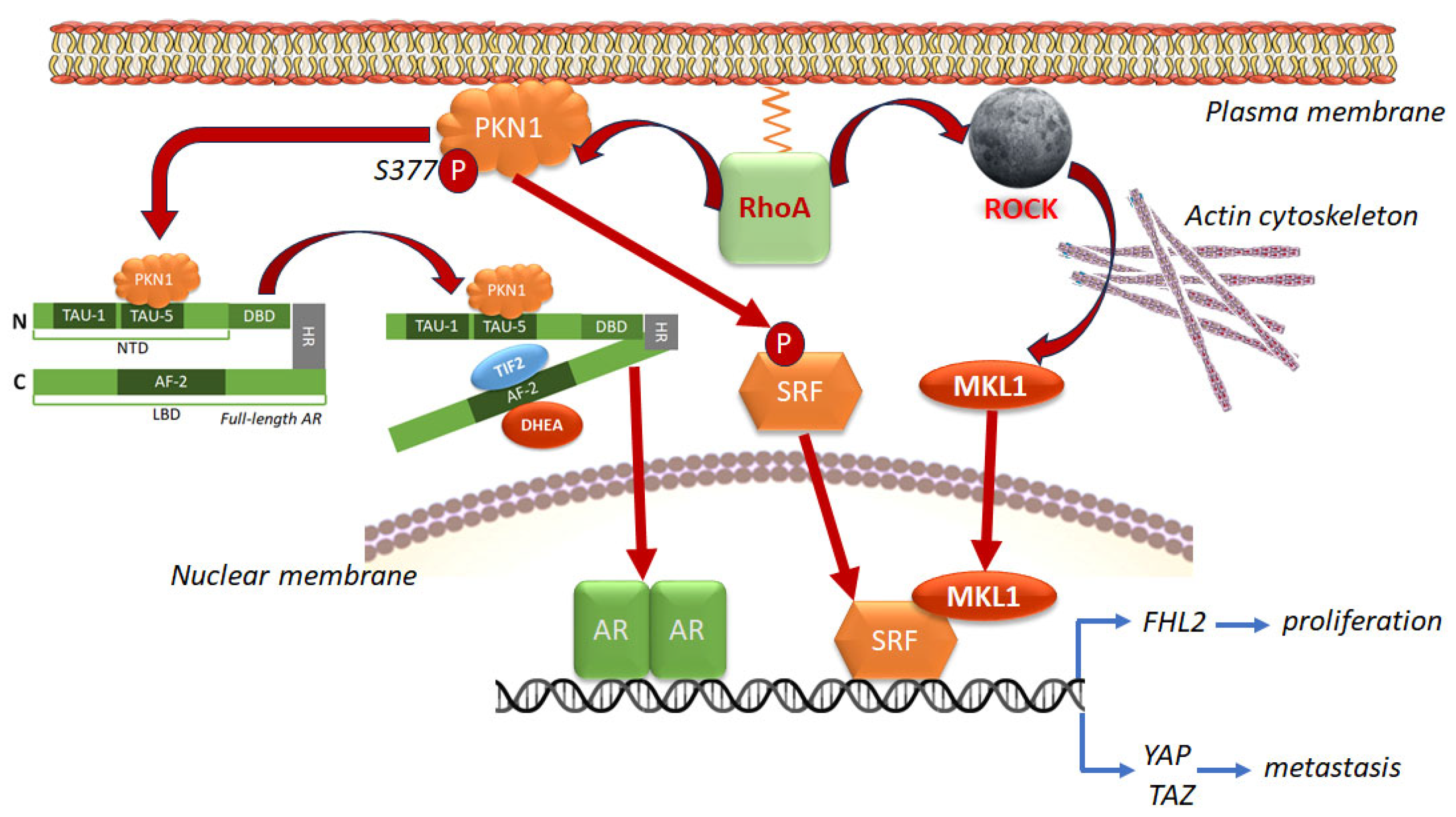 Cancers 17 03680 g008