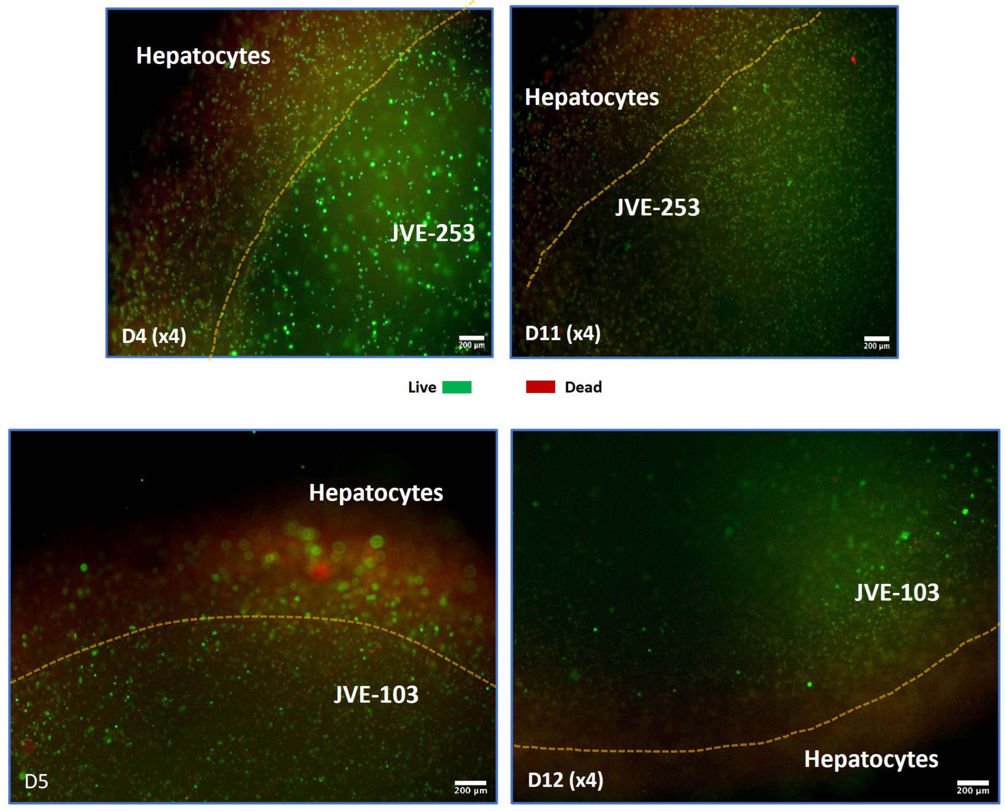 Cancers 17 03705 g002
