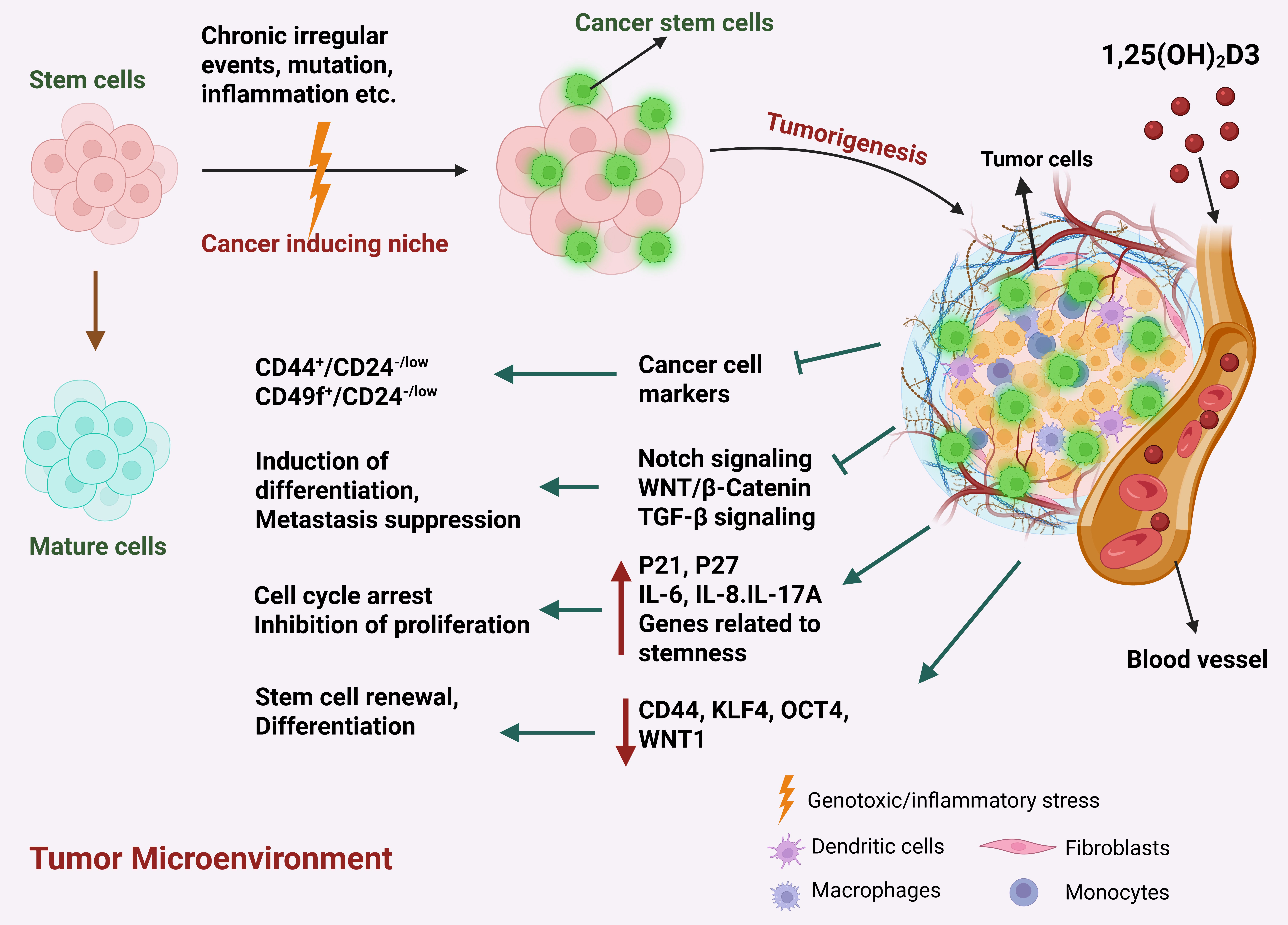 Cancers 17 03751 g004 Cancers 17 03751 g004