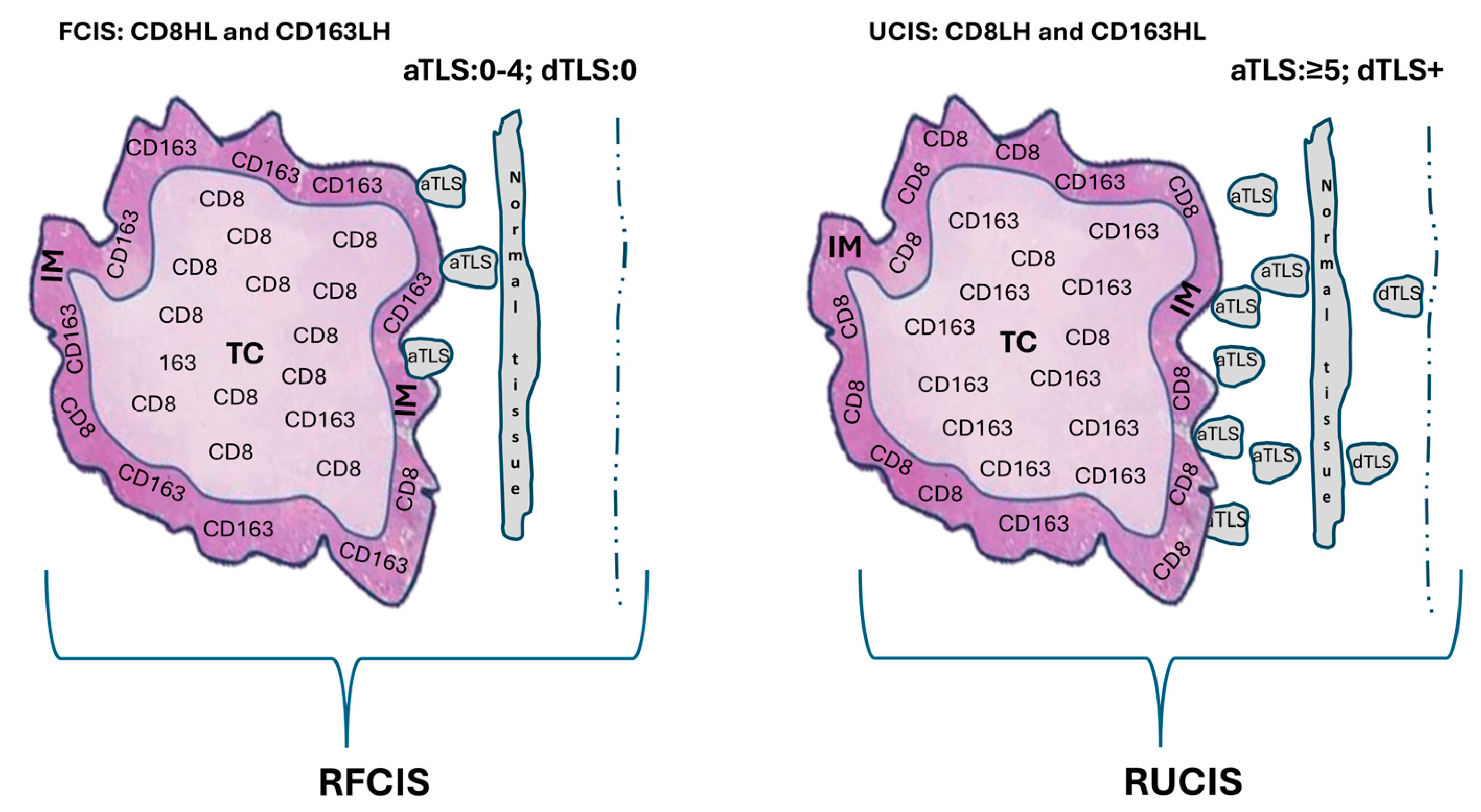 Cancers 17 03754 g003