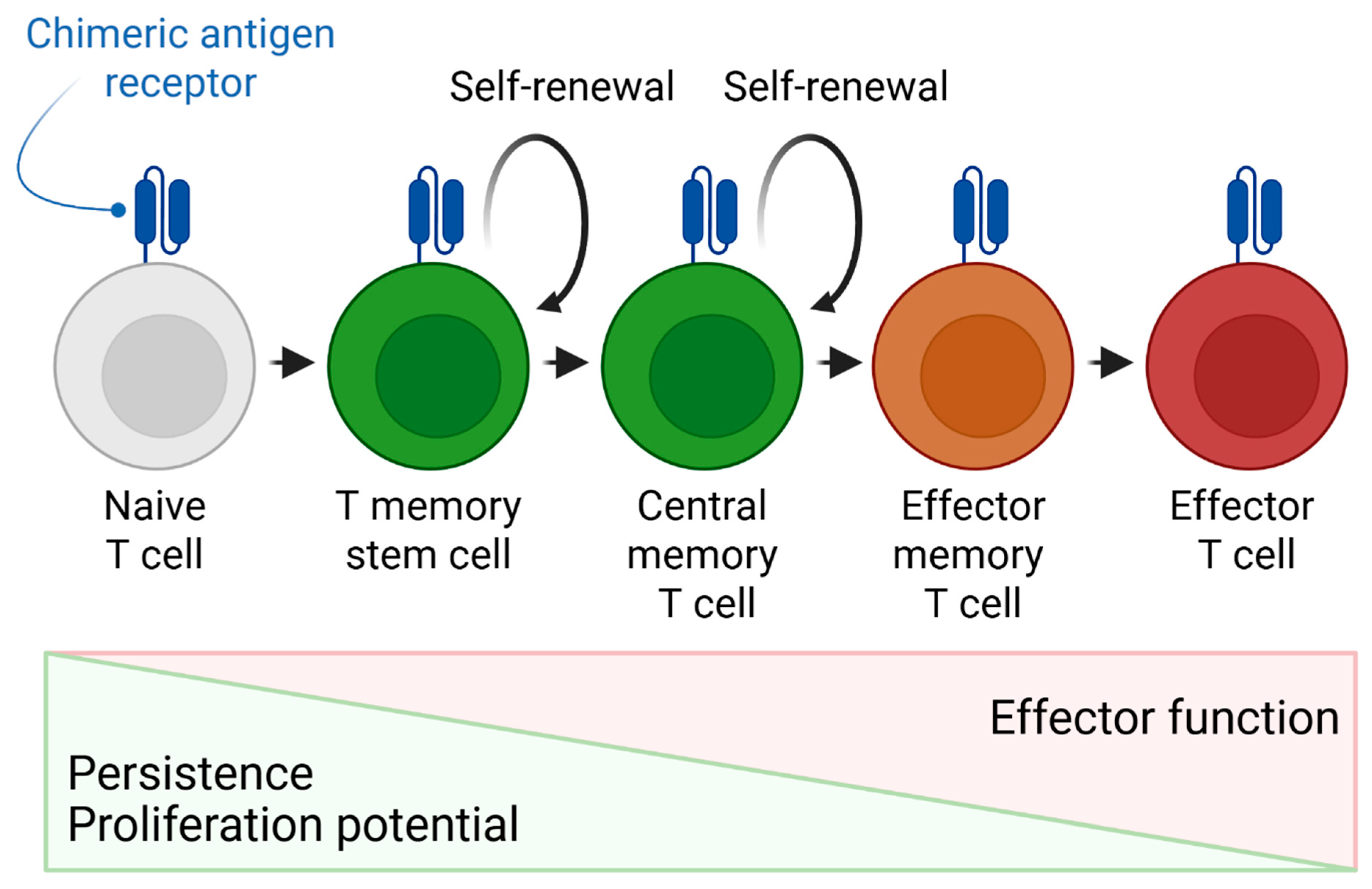Cancers 17 03766 g006