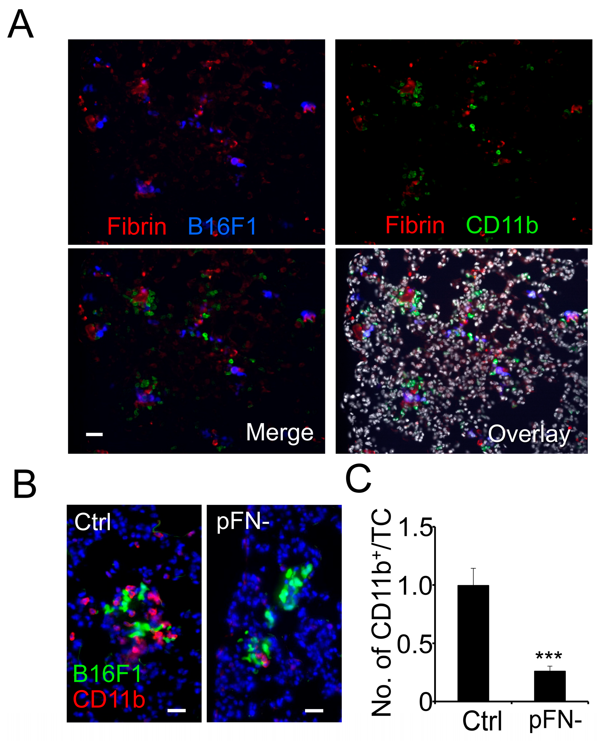 Cancers 17 03780 g001 Cancers 17 03780 g001