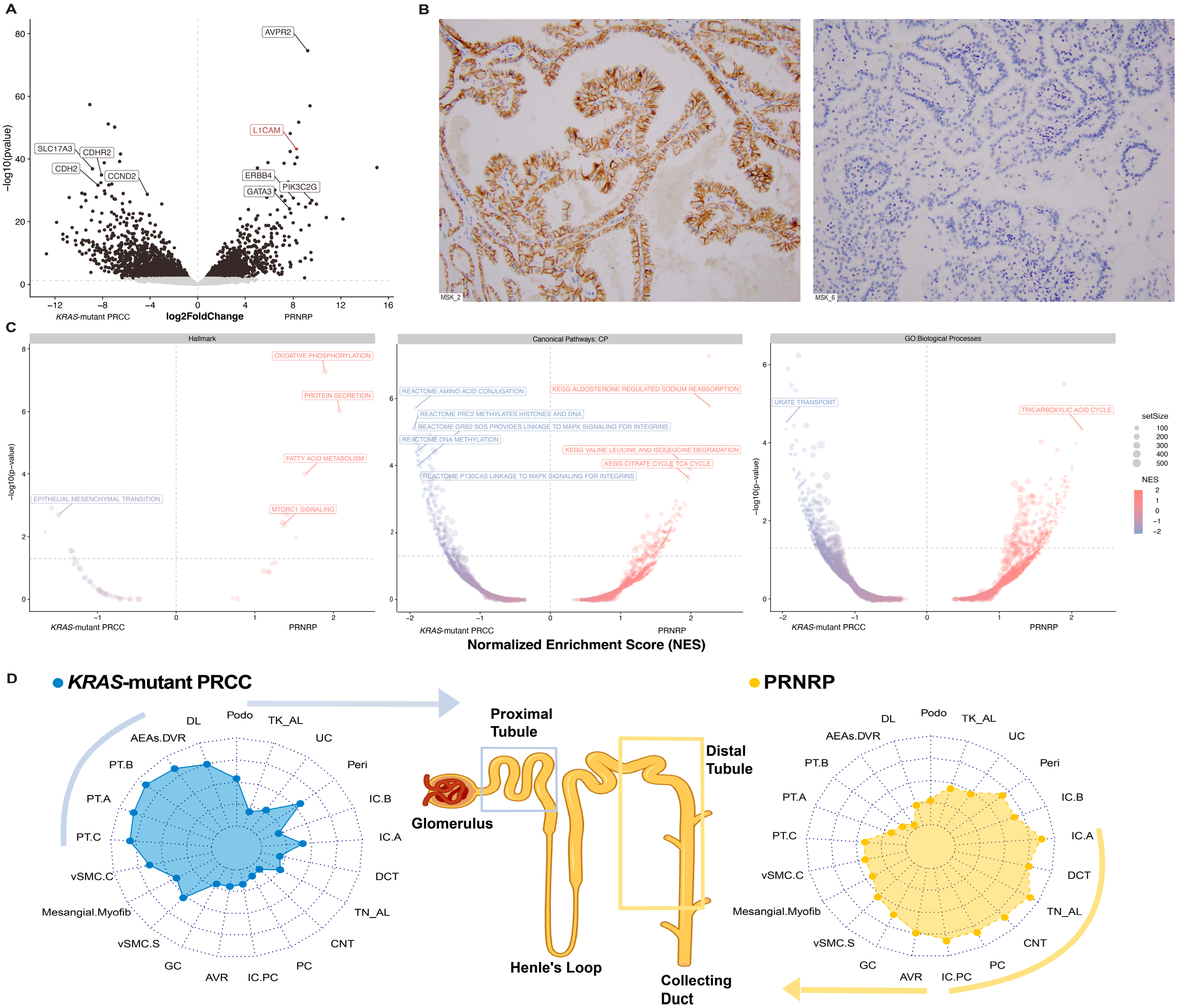 Cancers 17 03832 g003 Cancers 17 03832 g003