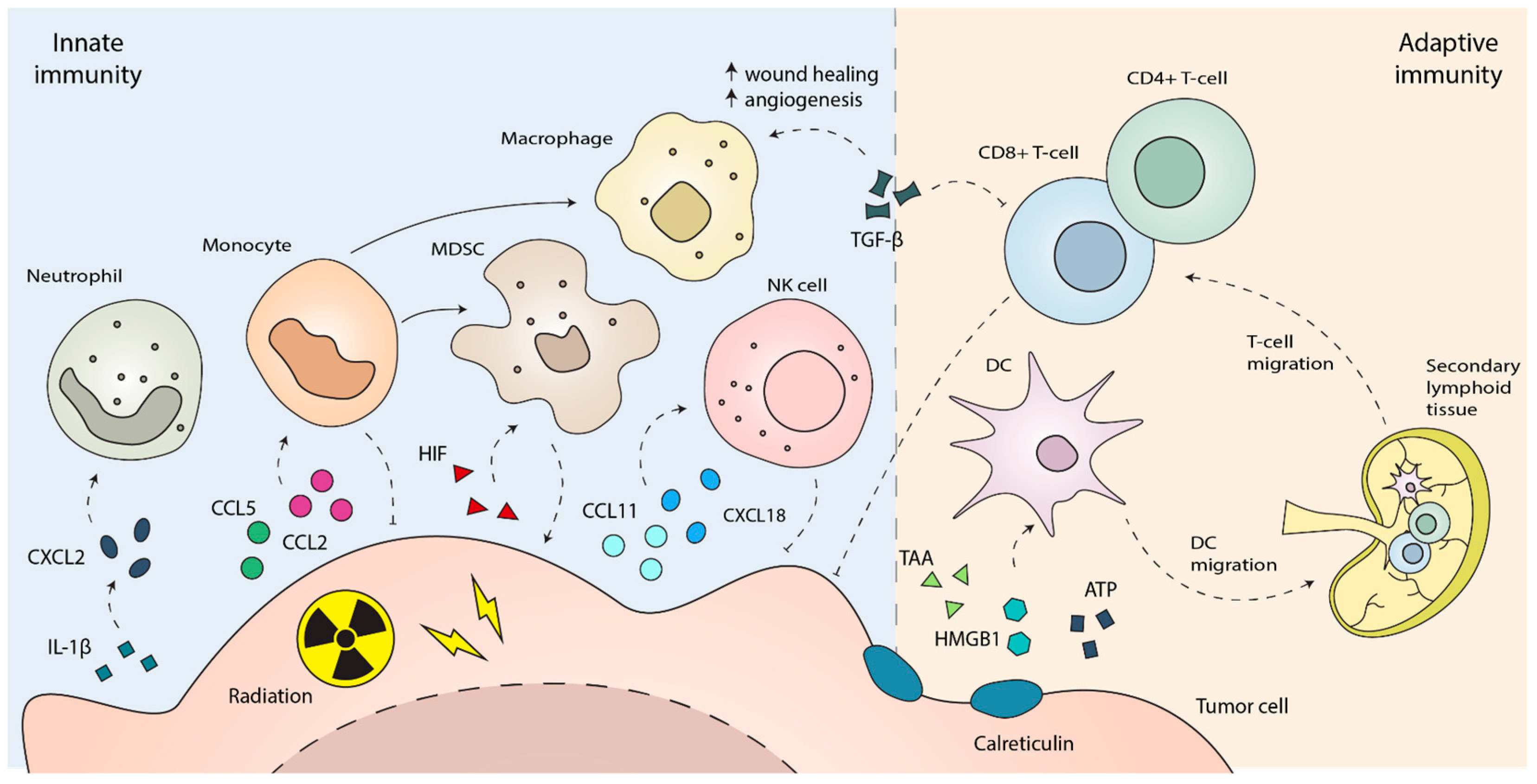 Cancers 17 03849 g002