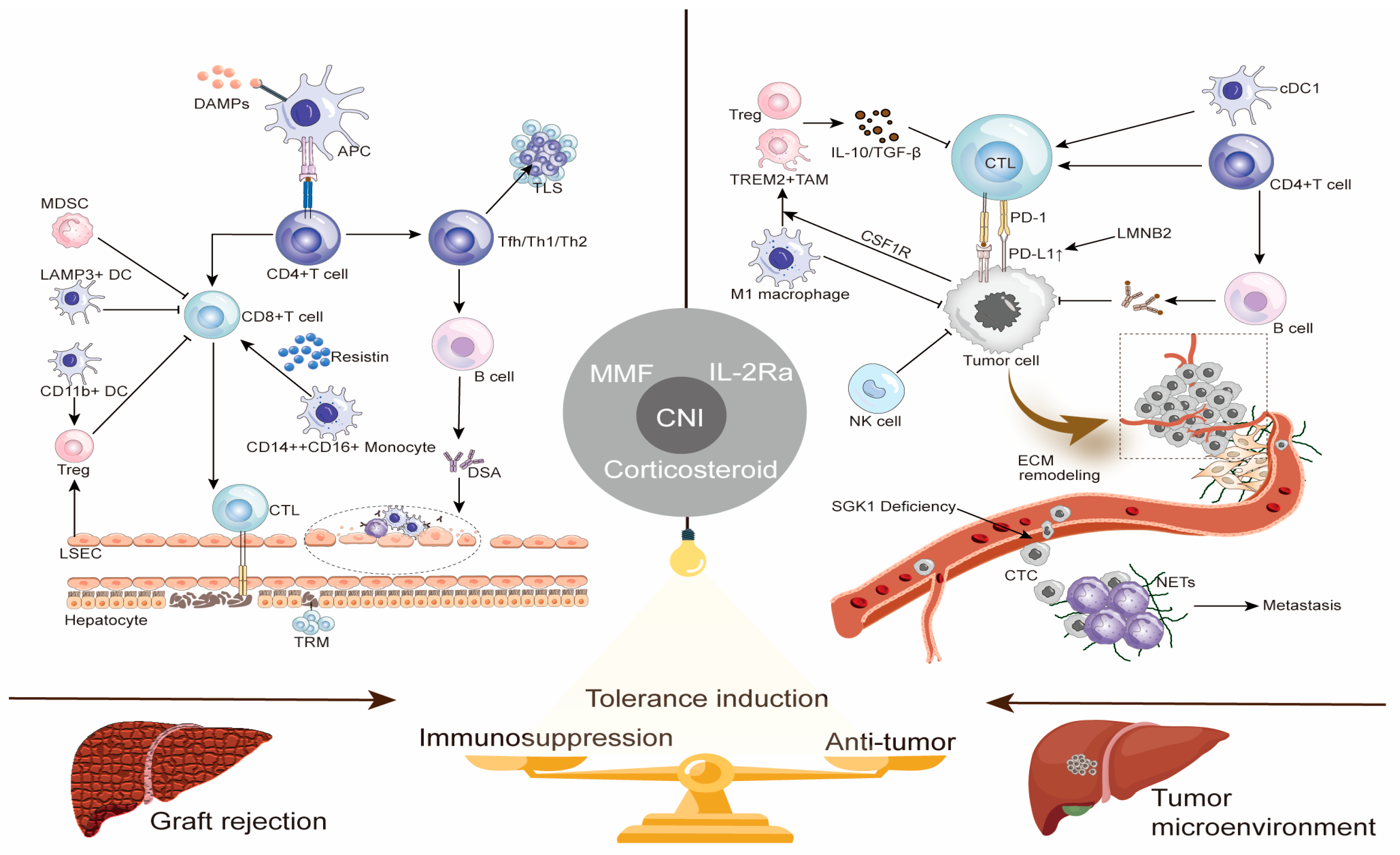 Cancers 17 03871 g001