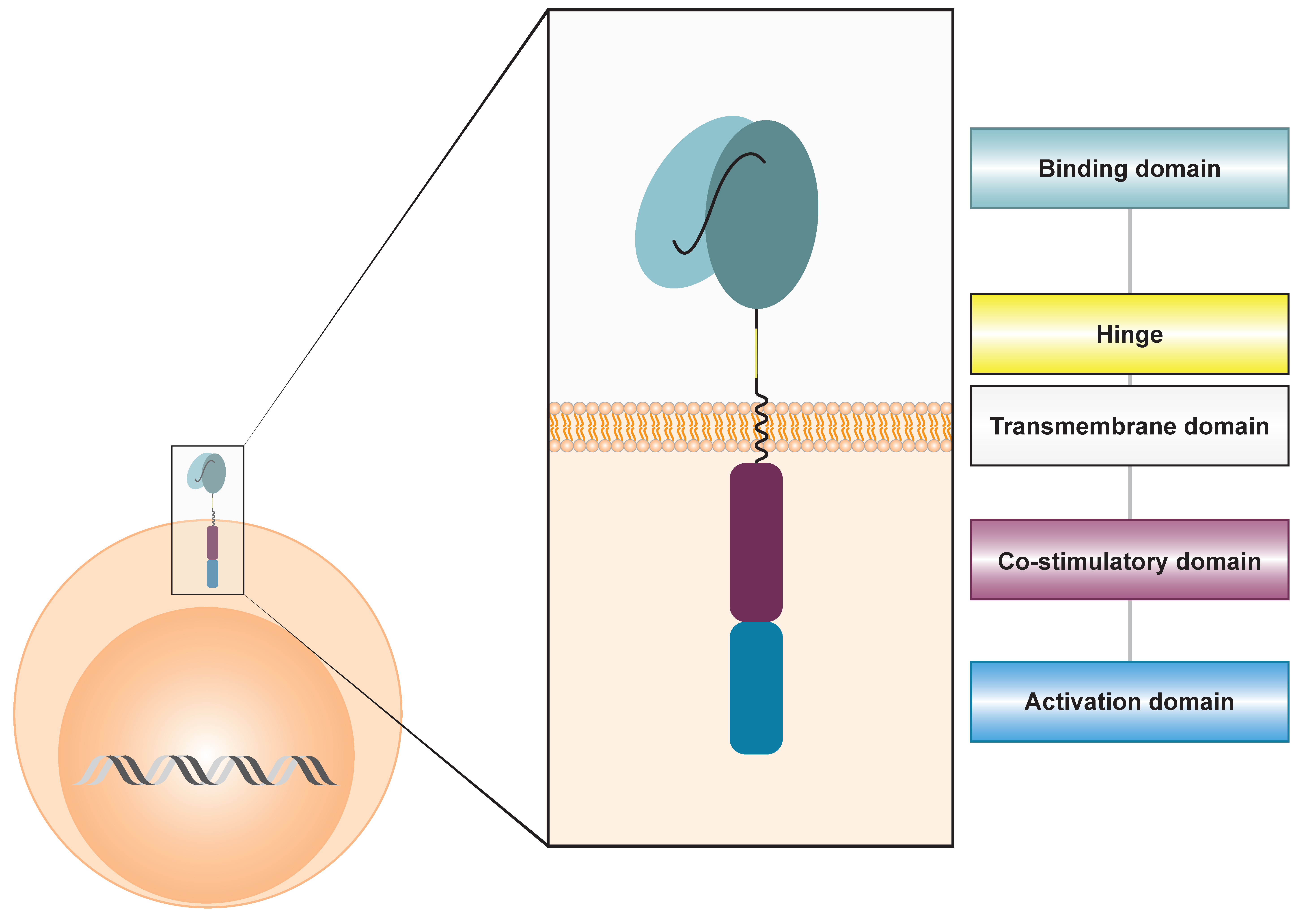 Cancers 17 03892 g001 Cancers 17 03892 g001