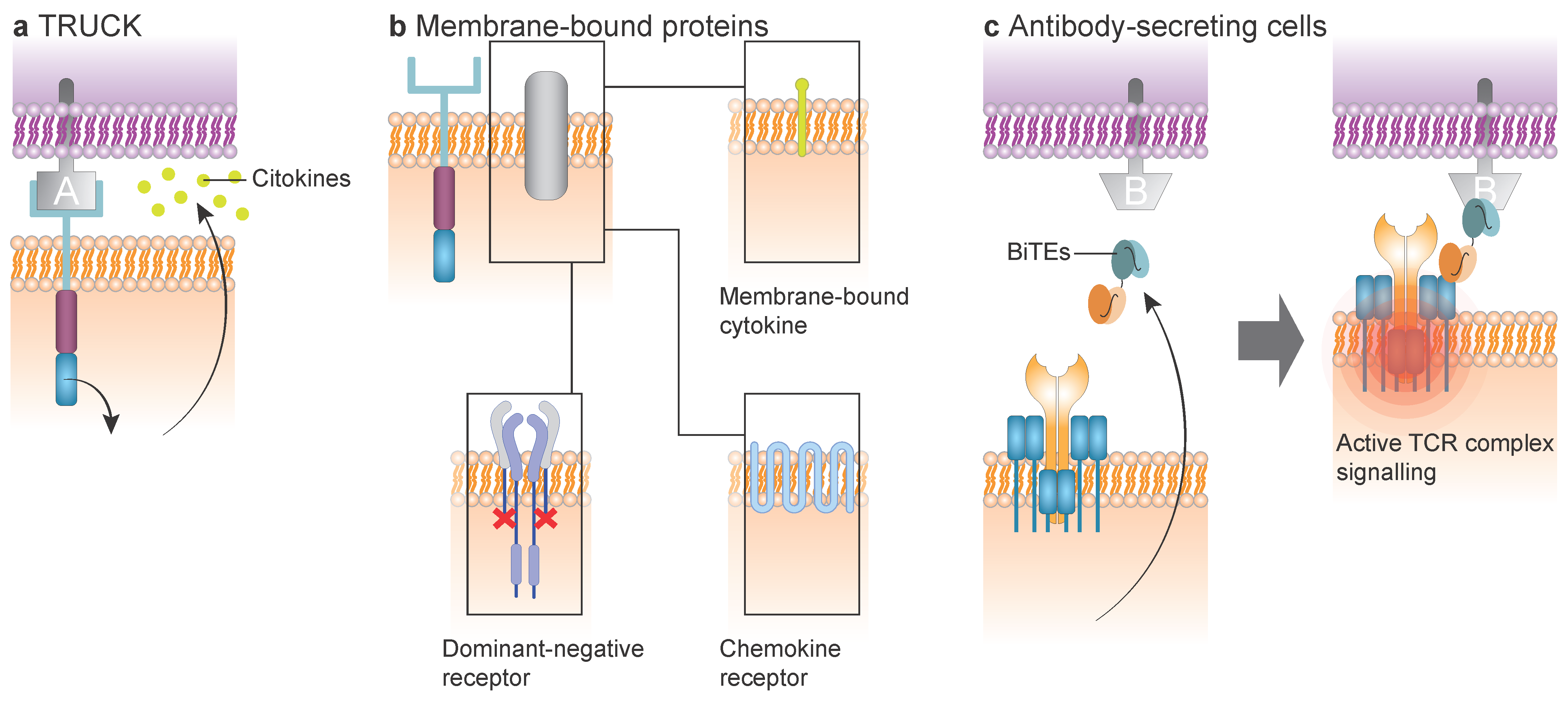 Cancers 17 03892 g004 Cancers 17 03892 g004