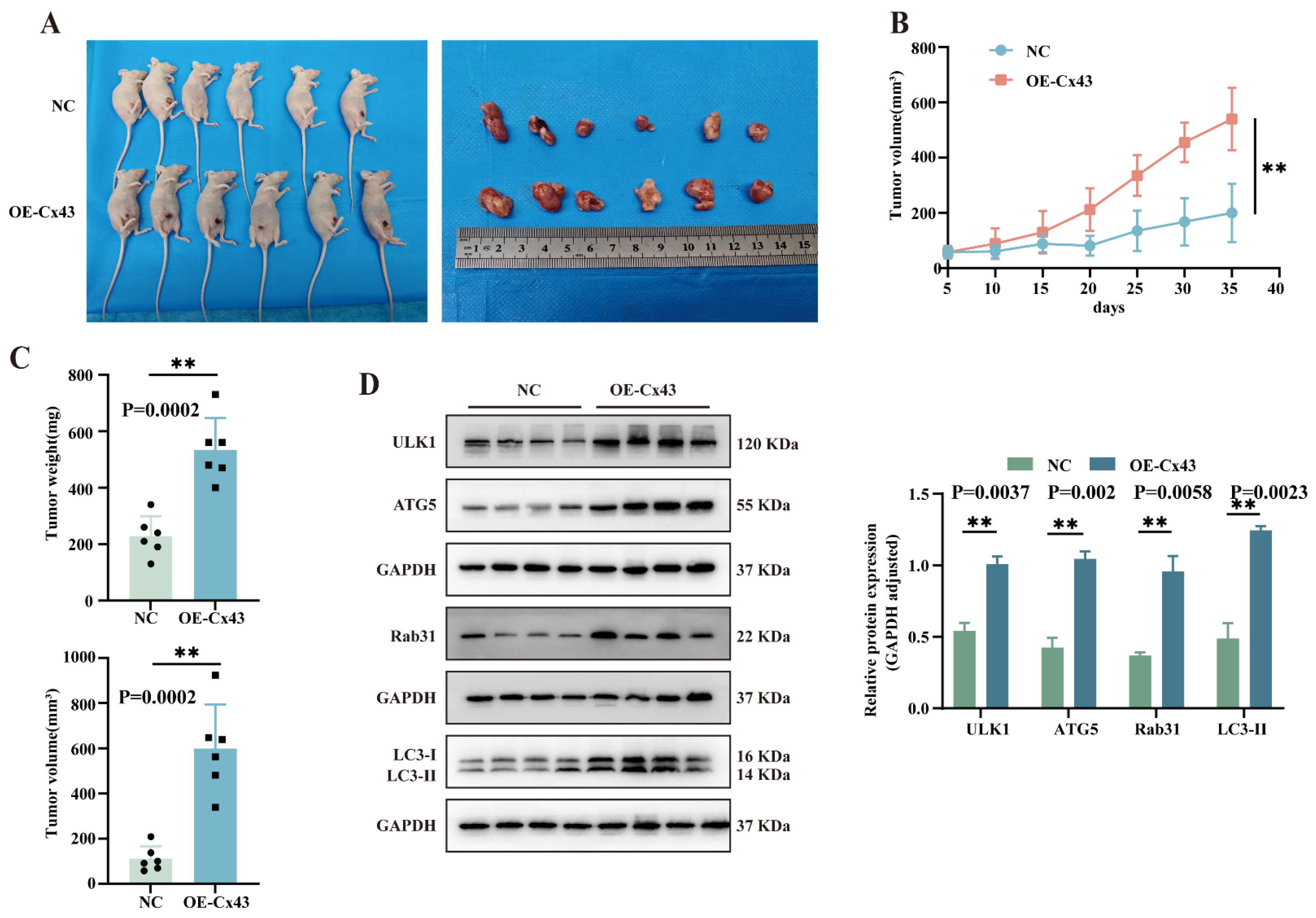 Cancers 17 03923 g007 Cancers 17 03923 g007