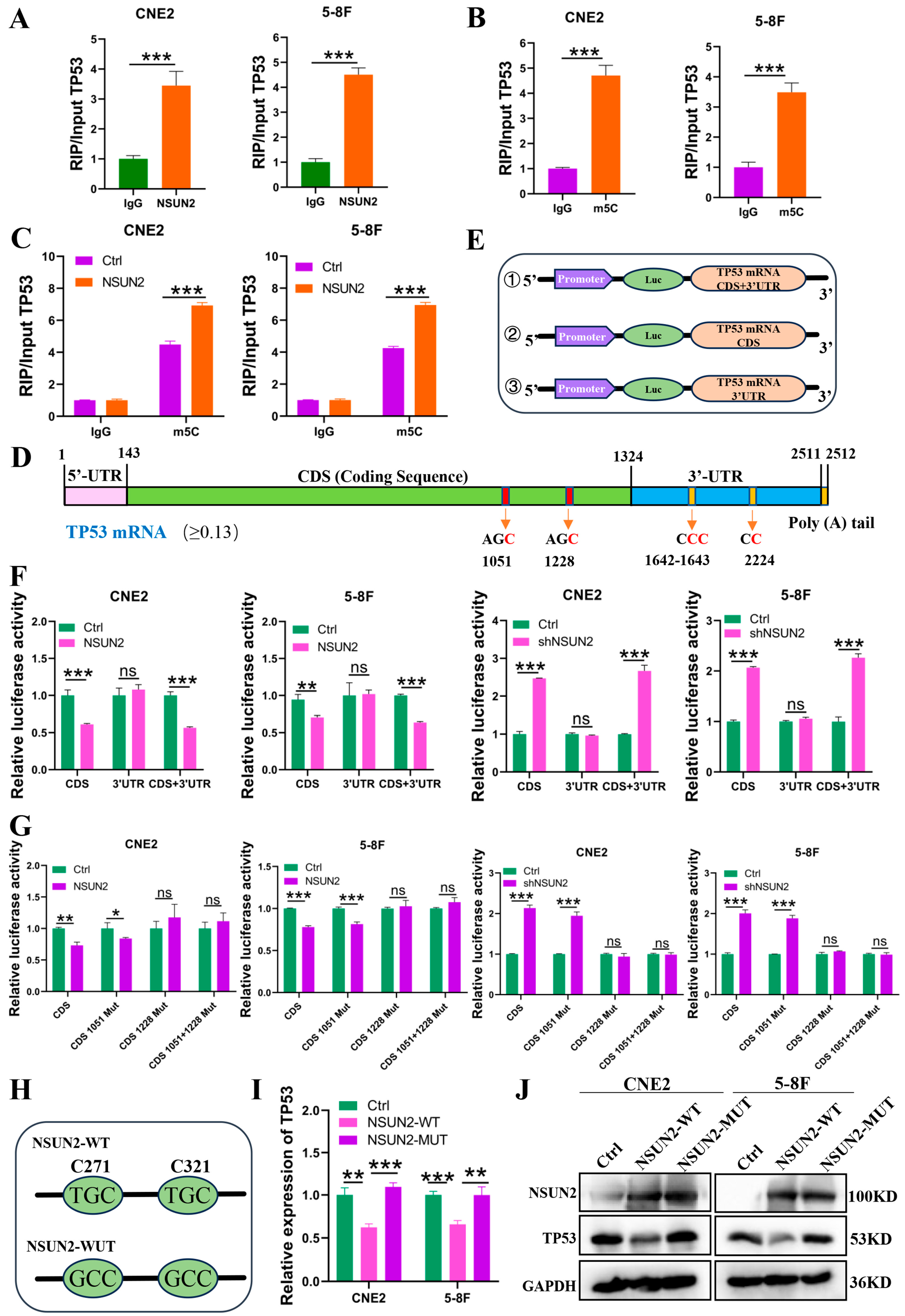 Cancers 17 03950 g005 Cancers 17 03950 g005
