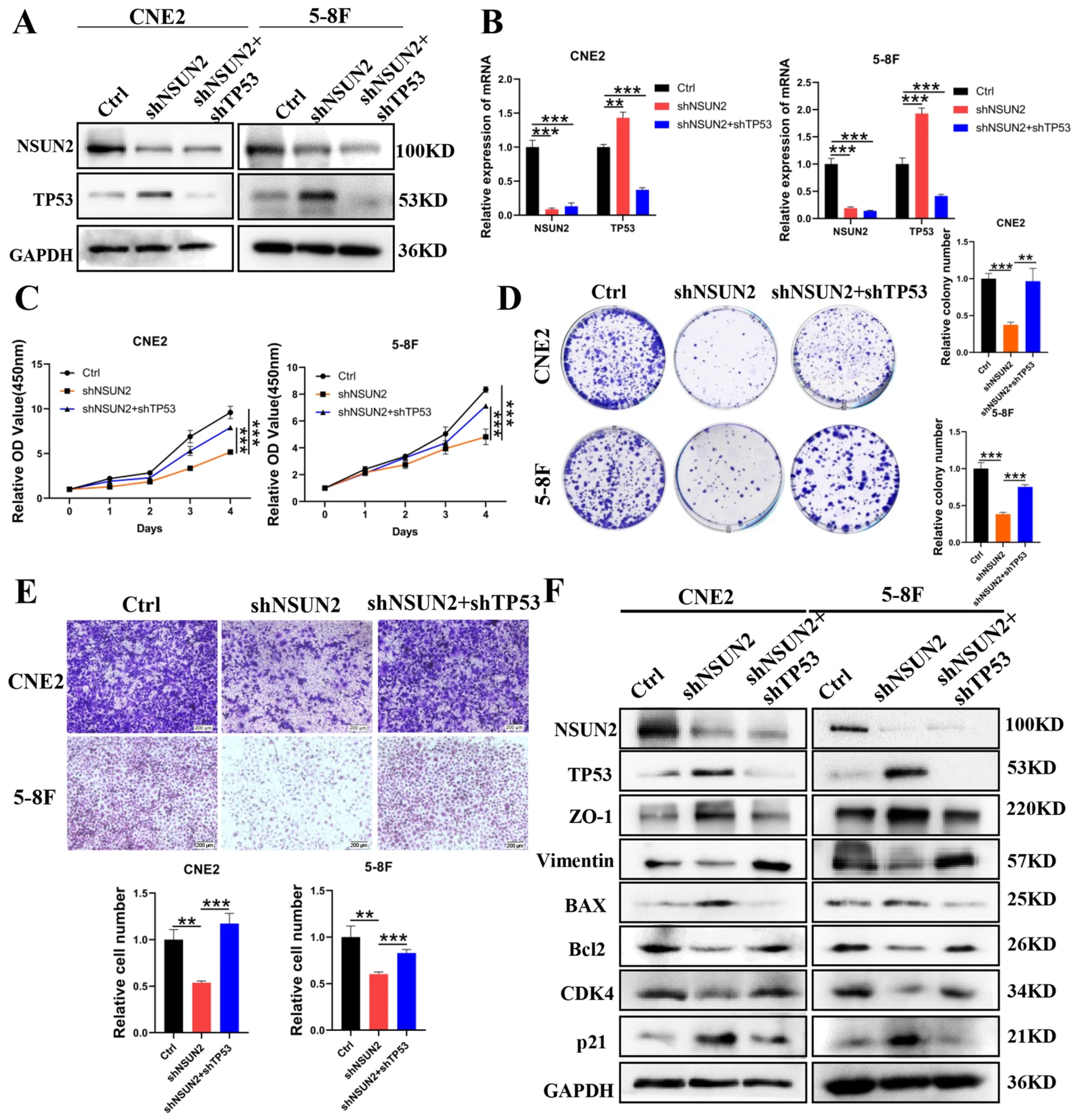 Cancers 17 03950 g006 Cancers 17 03950 g006