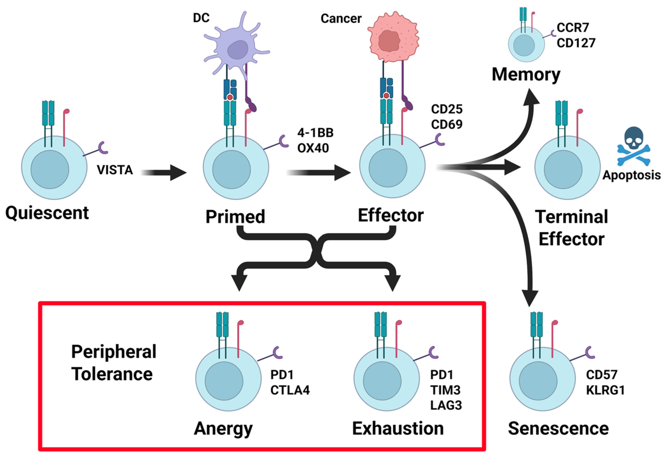 Cancers 17 03953 g001