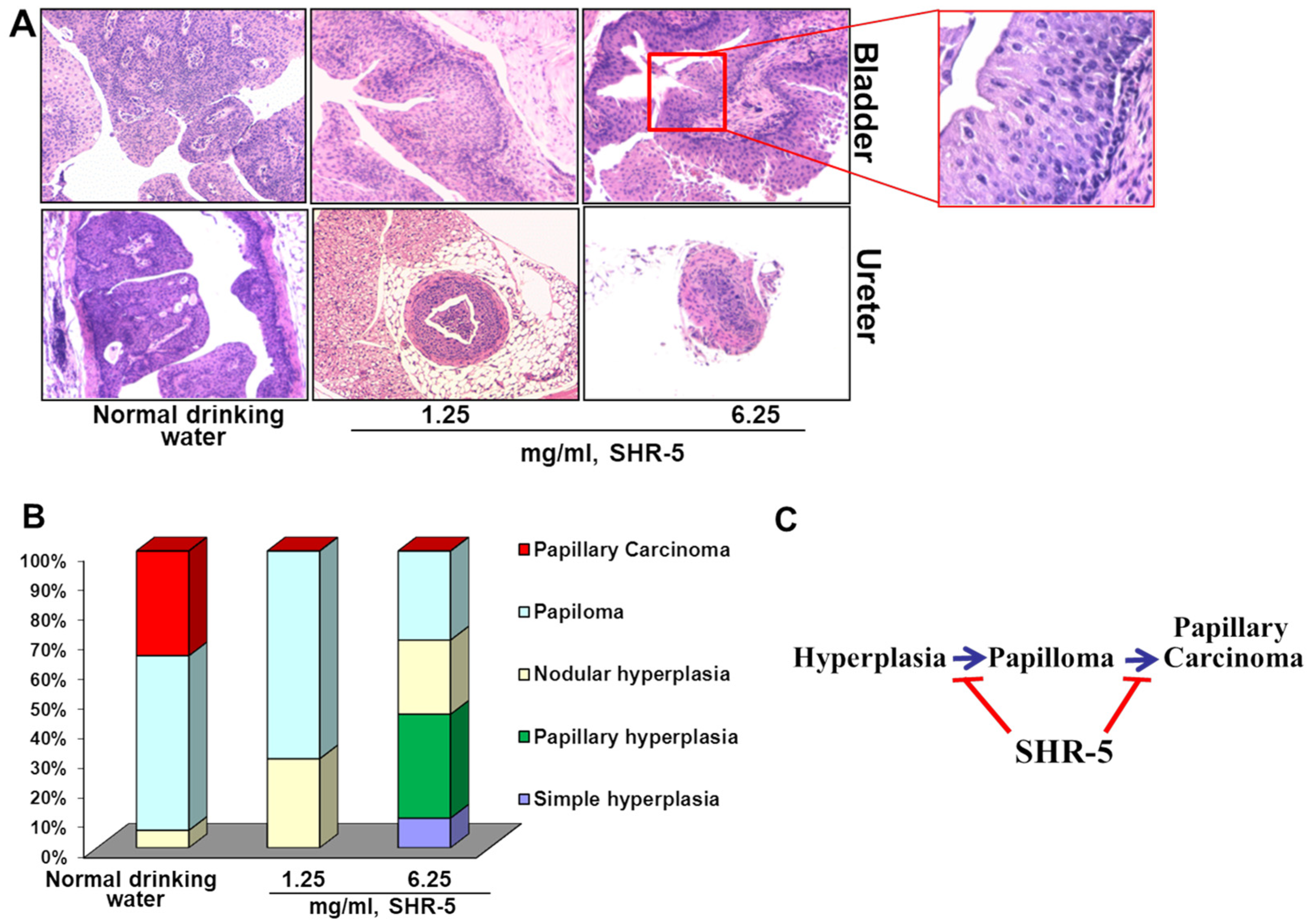 Cancers 17 03954 g003 Cancers 17 03954 g003