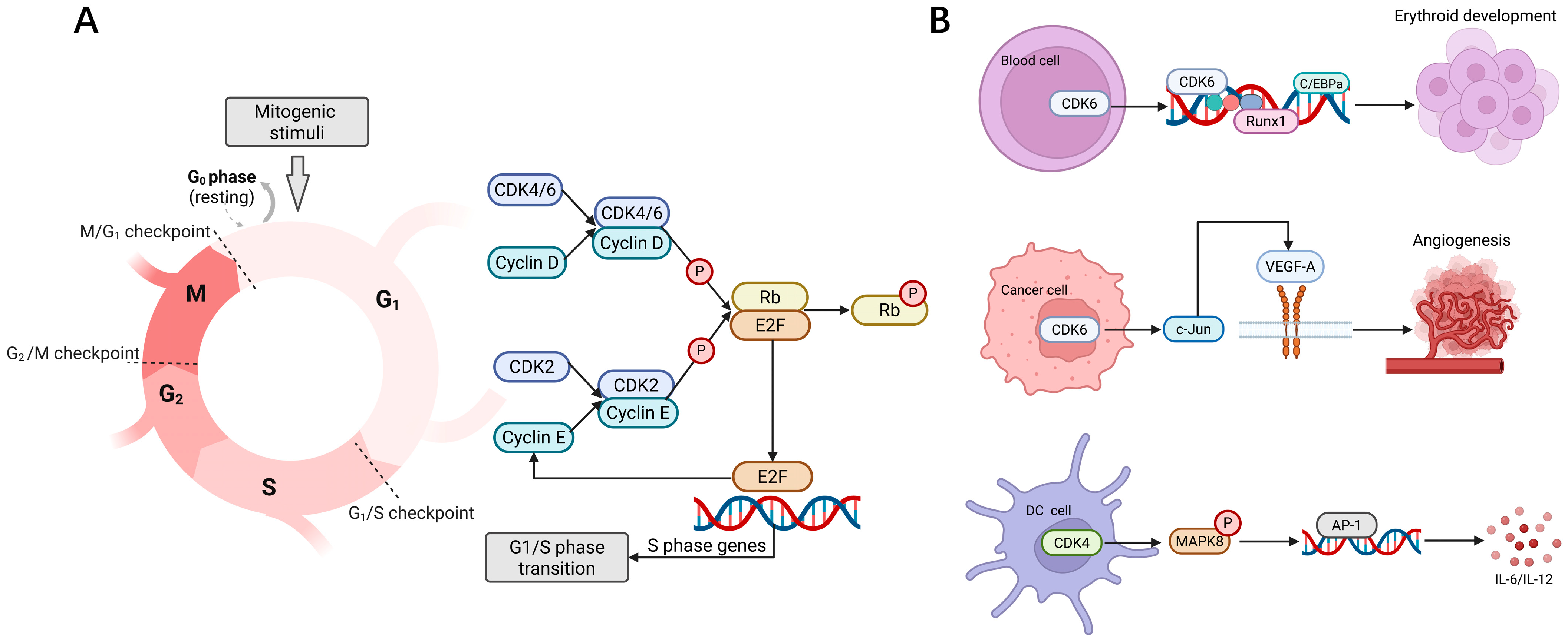 Cancers 17 03997 g001 Cancers 17 03997 g001
