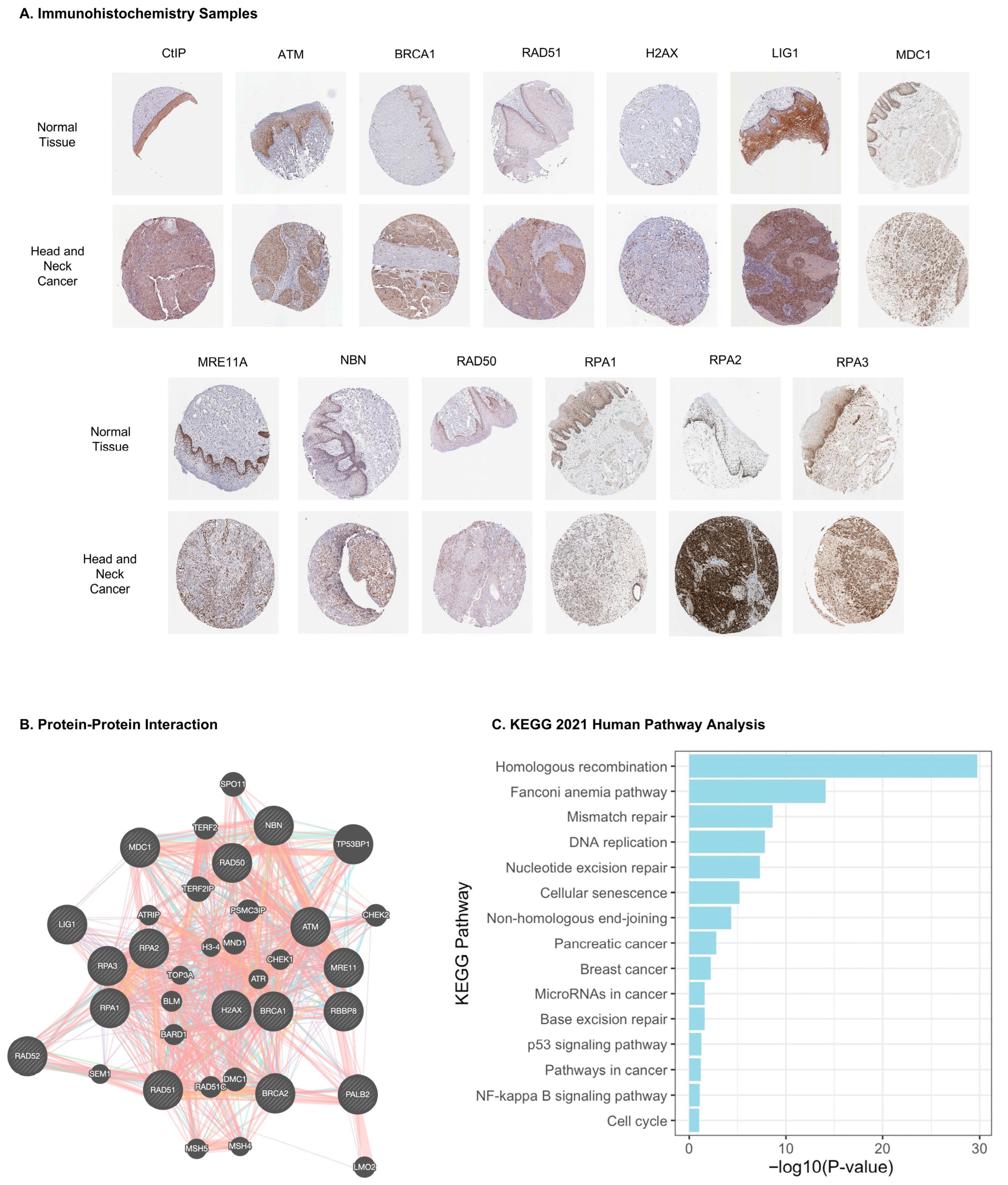 Cancers 17 03999 g002 Cancers 17 03999 g002