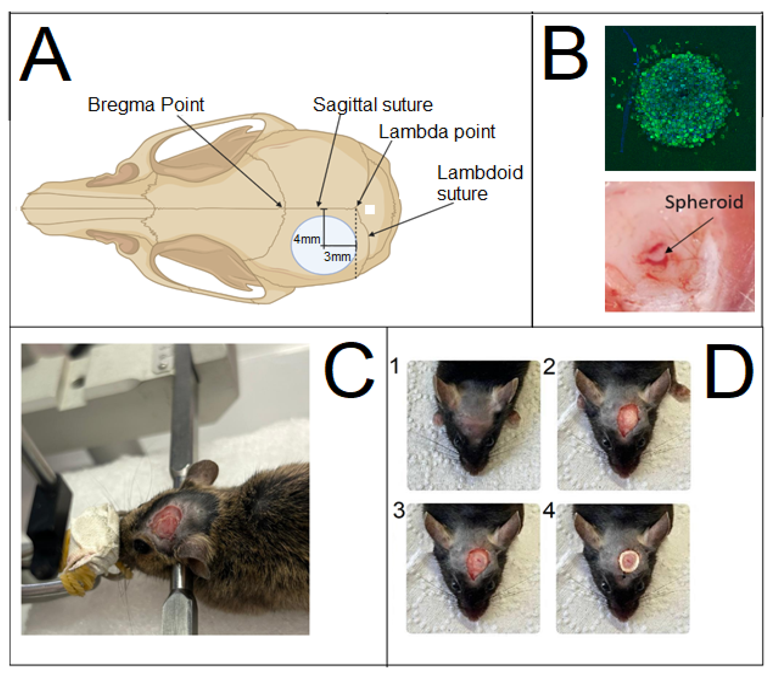 Cancers 17 04025 g005