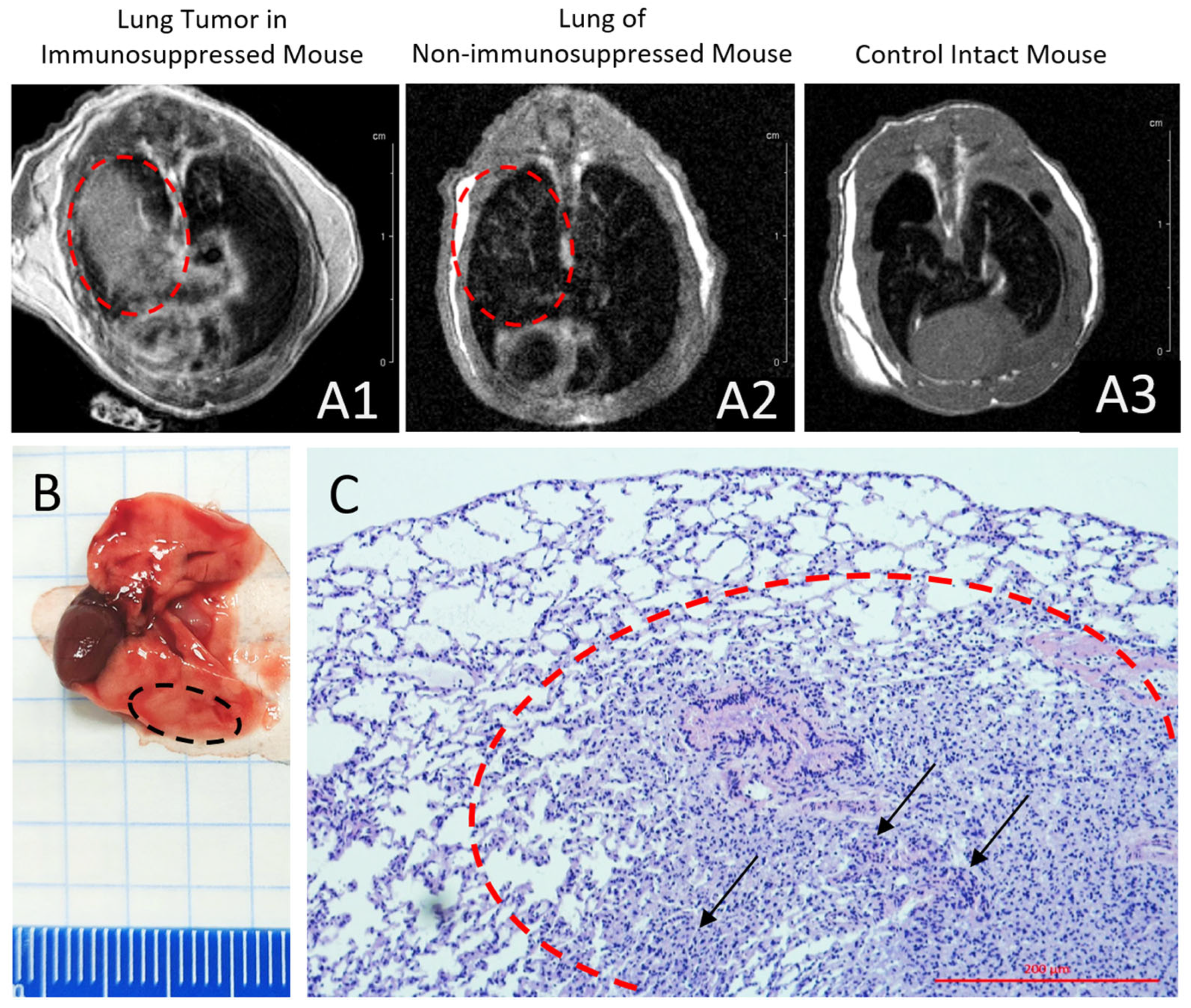 Cancers 17 04025 g008