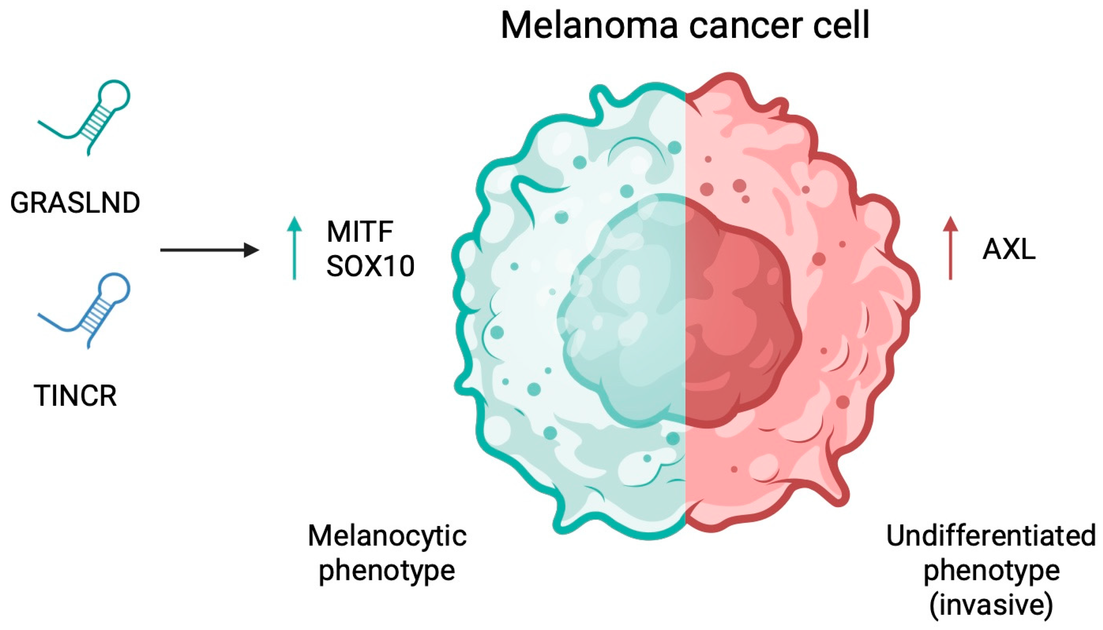 Cancers 17 04033 g005