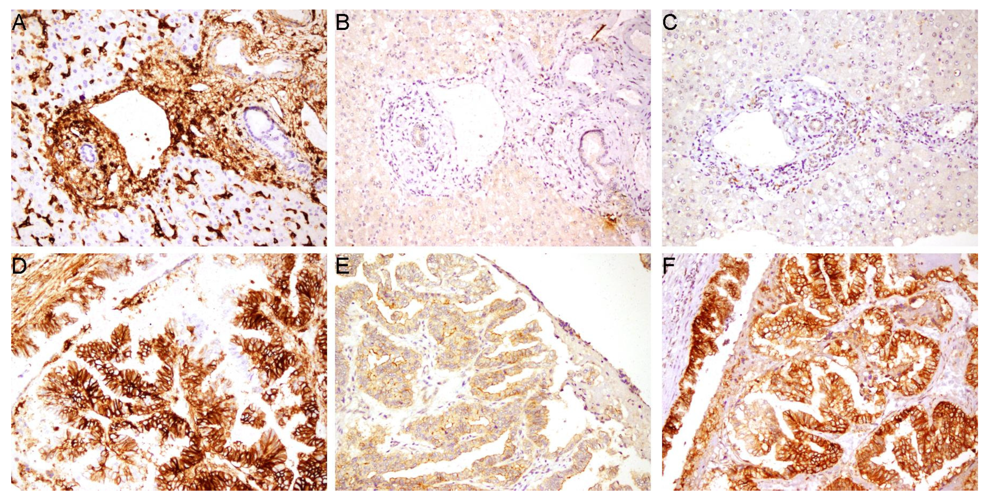 Cancers 18 00021 g001 Cancers 18 00021 g001