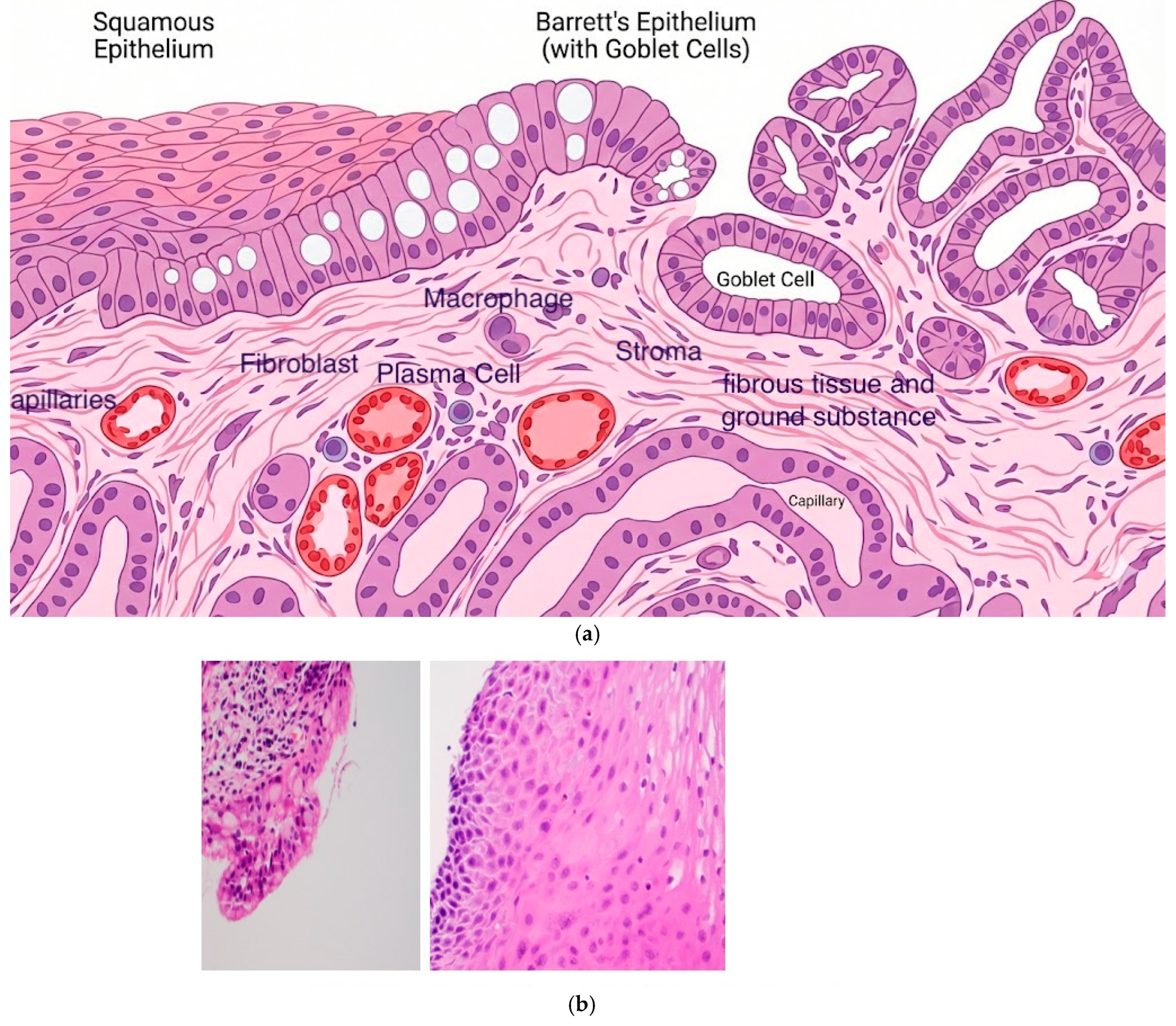 Cancers 18 00059 g002