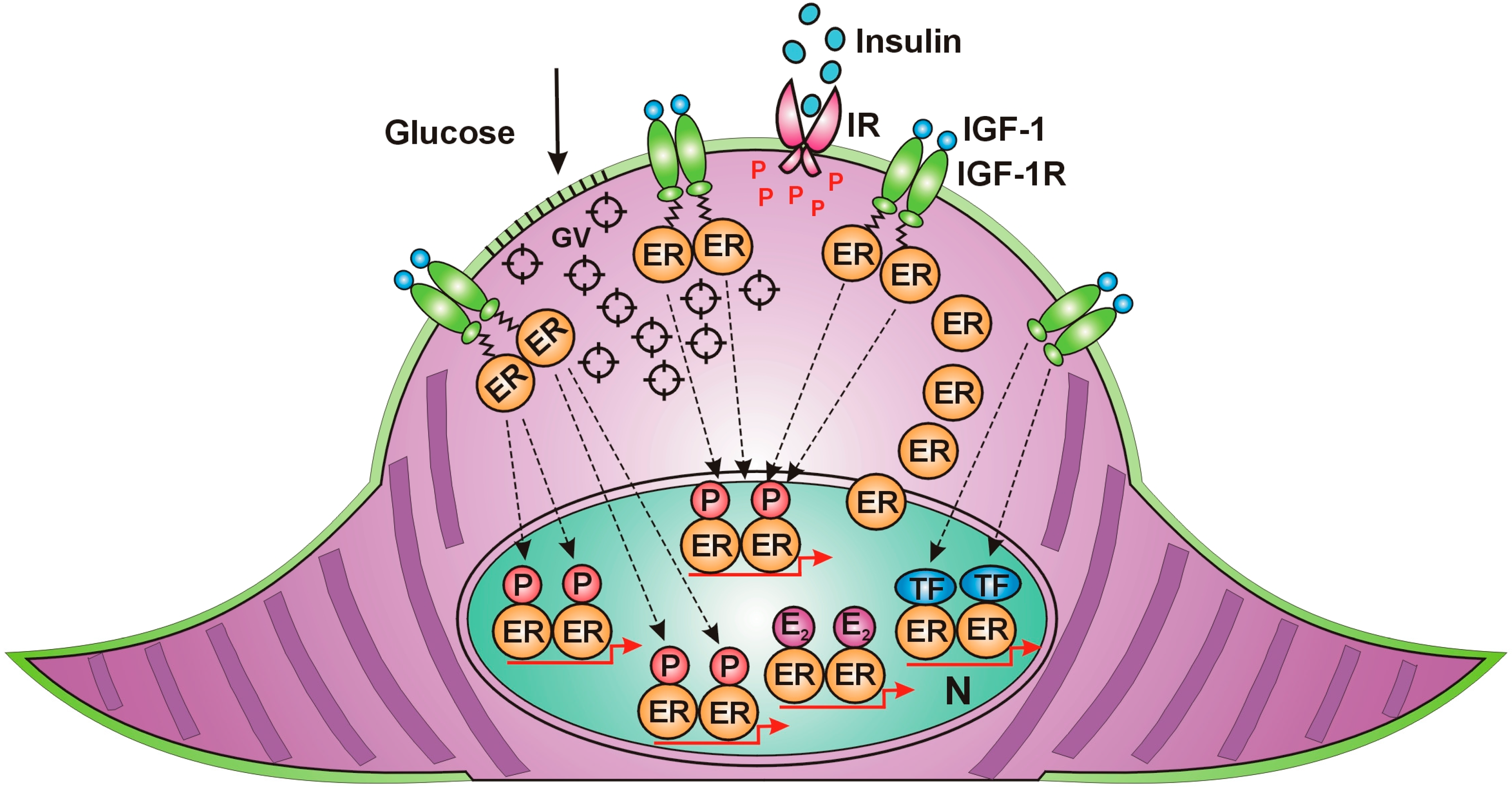 Cancers 18 00078 g002